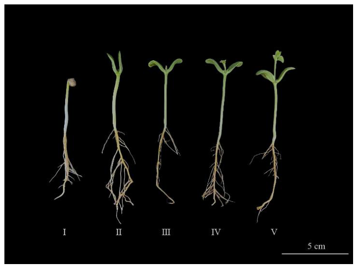 Genome-Wide Association Identifies Candidate Genes for Salt