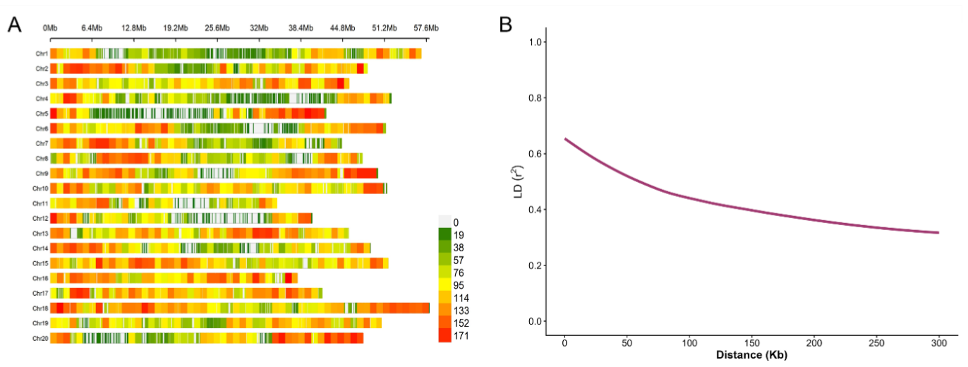 Genome-Wide Association Identifies Candidate Genes for Salt