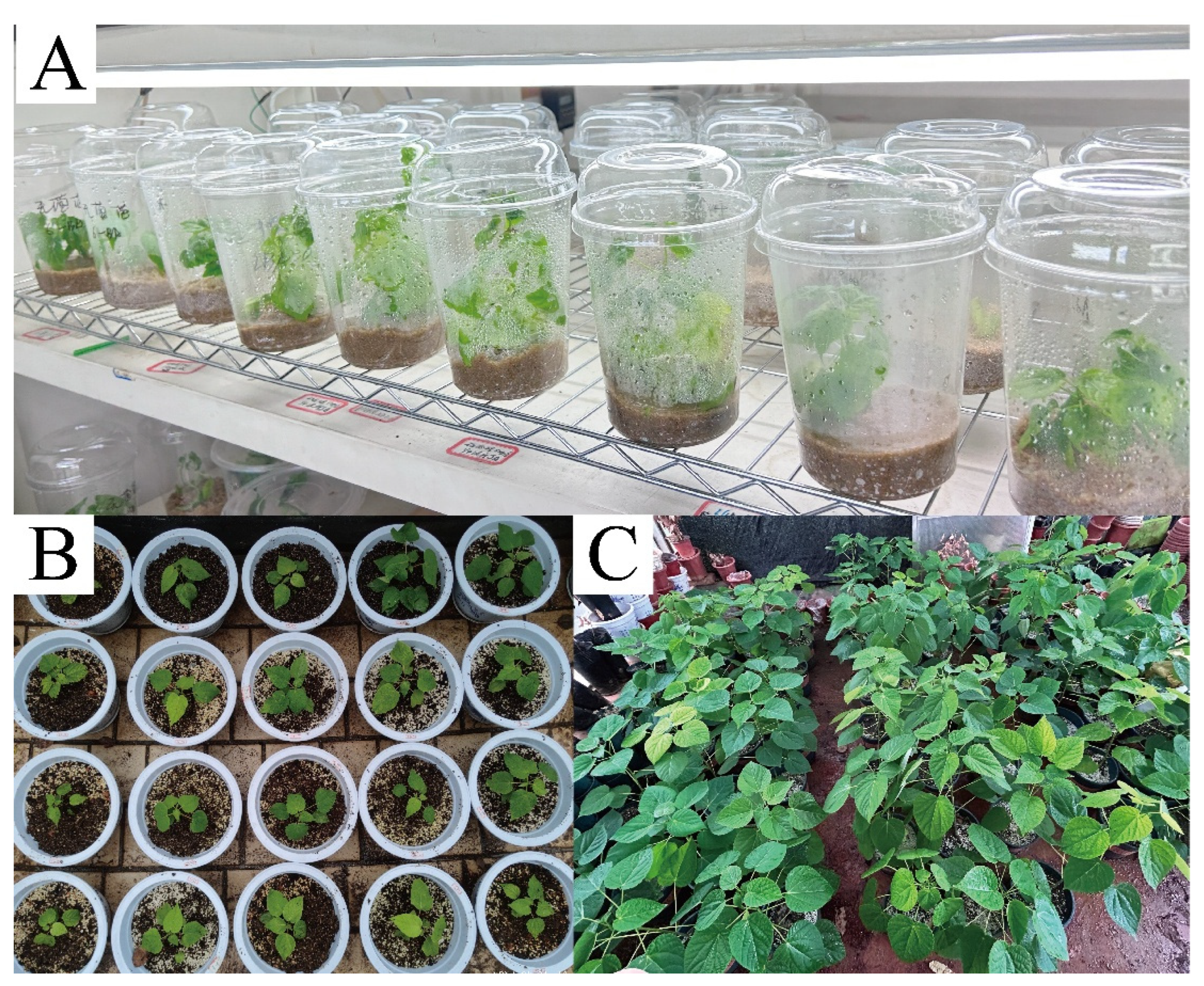 Preprints 163427 g001