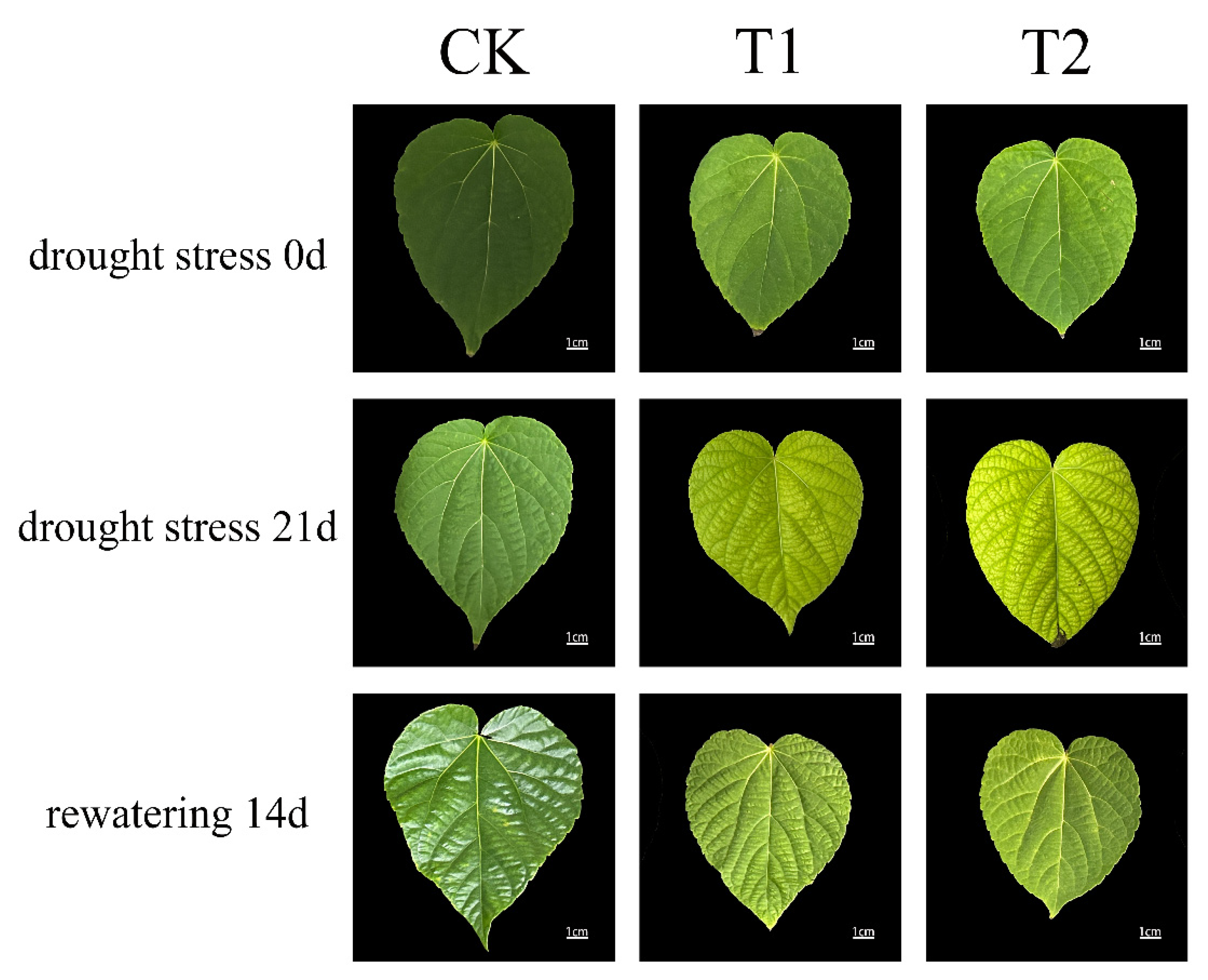 Preprints 163427 g002