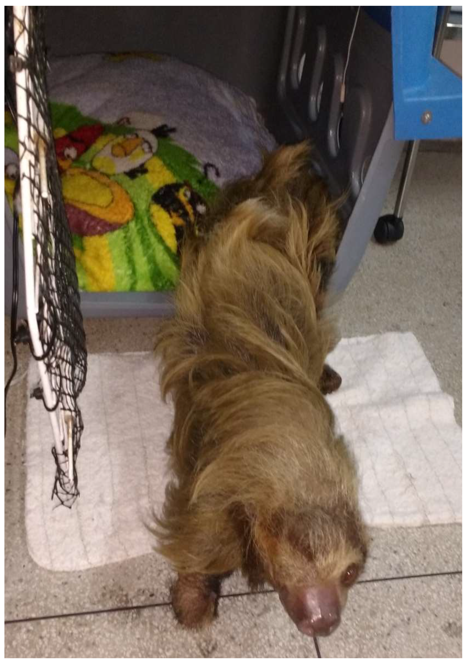 Preprints 139382 g001