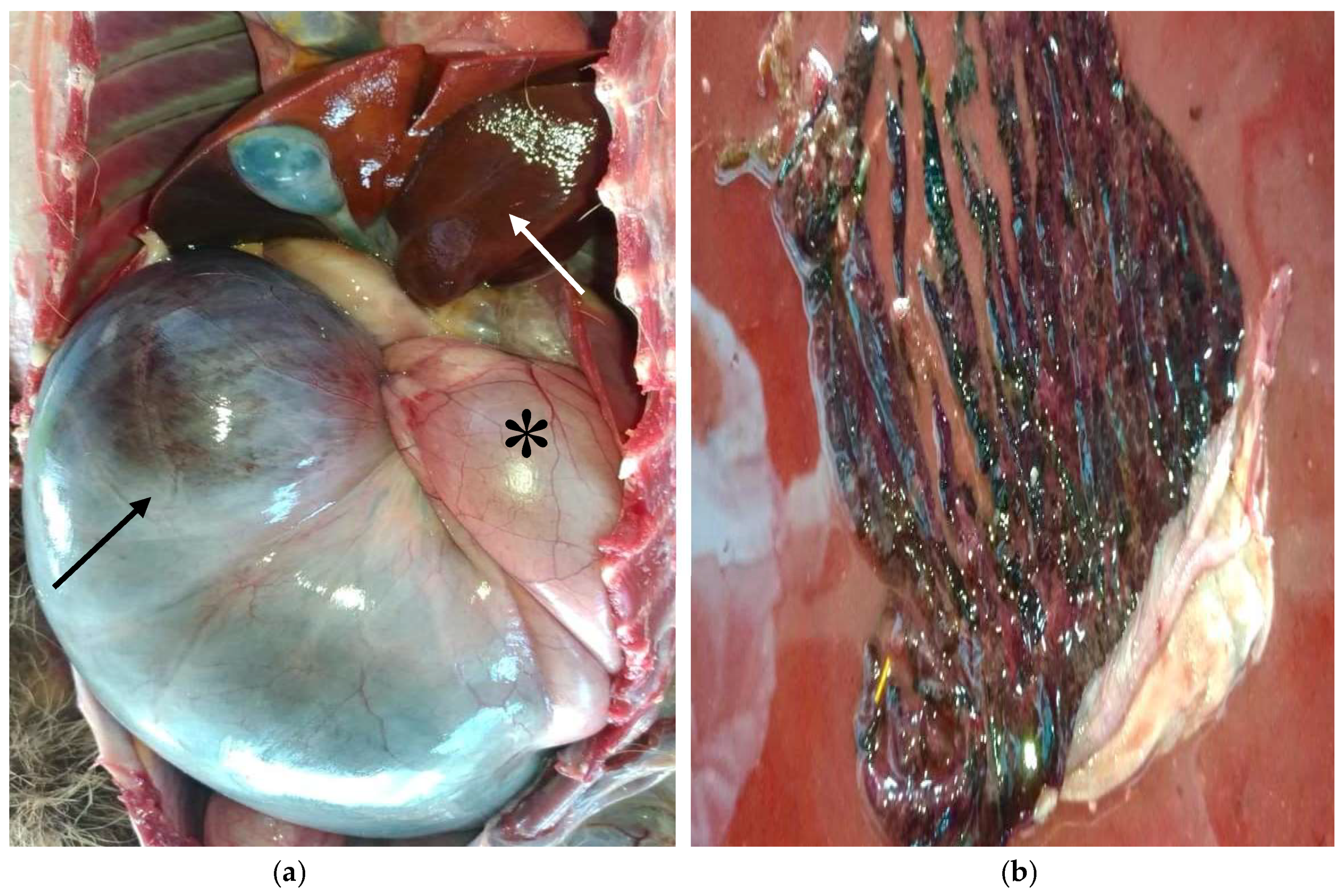 Preprints 139382 g002