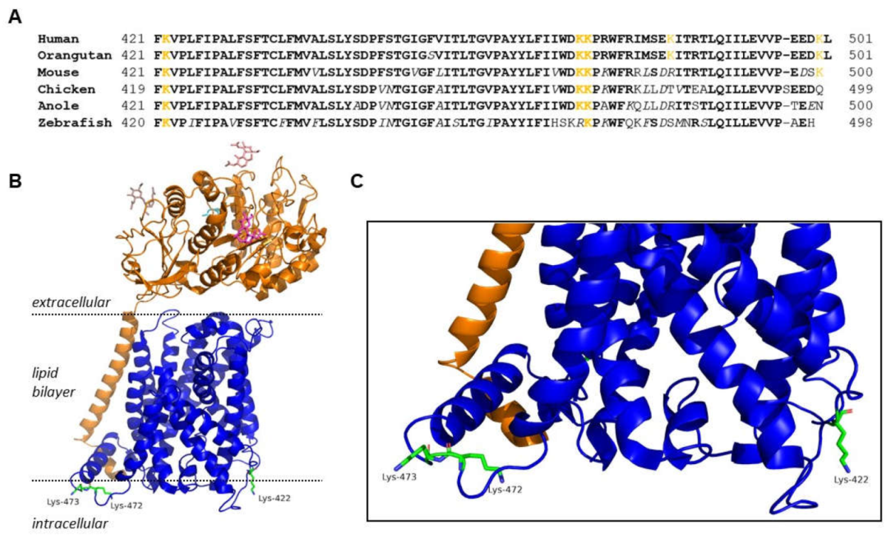 Preprints 114647 g001