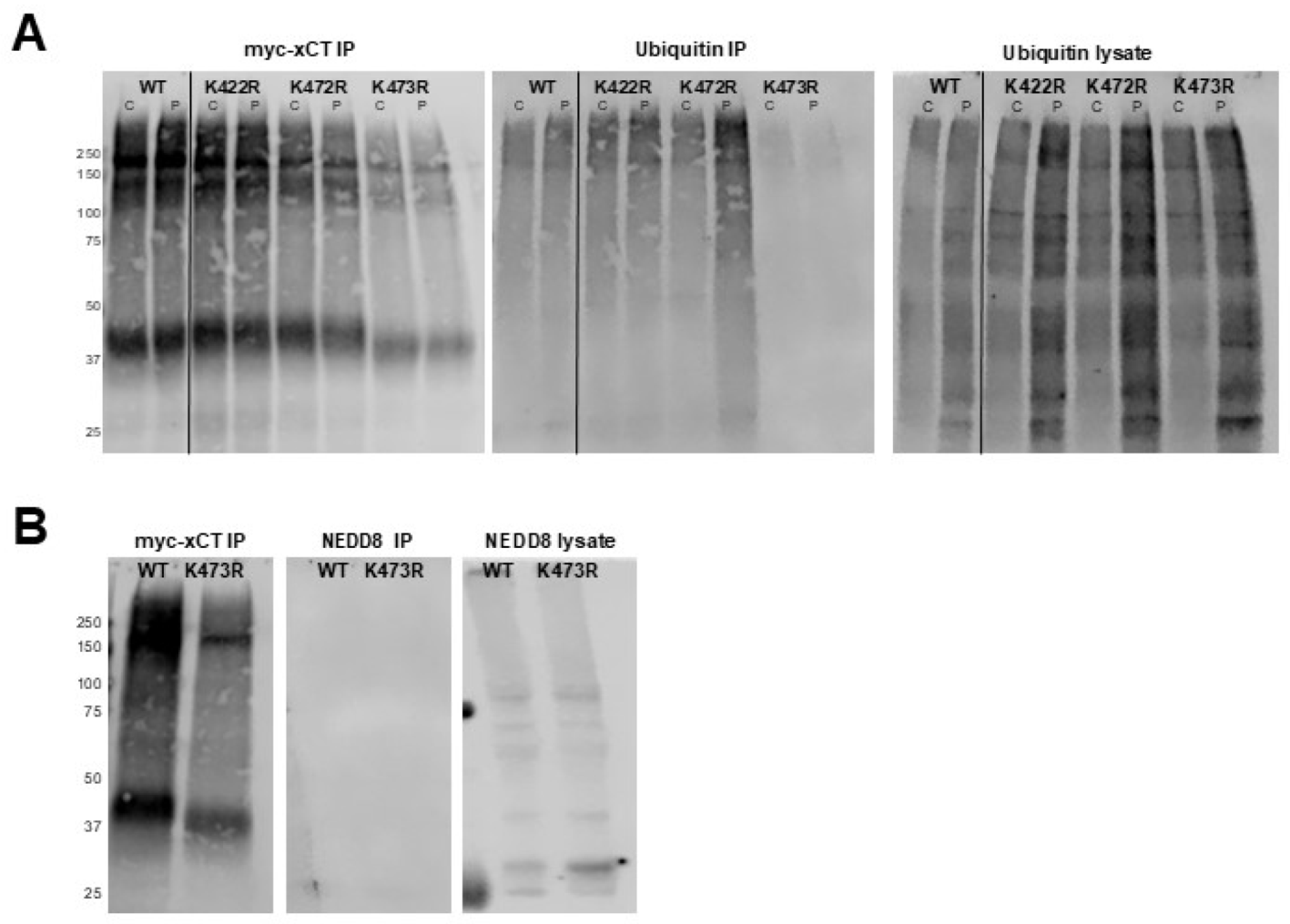 Preprints 114647 g004