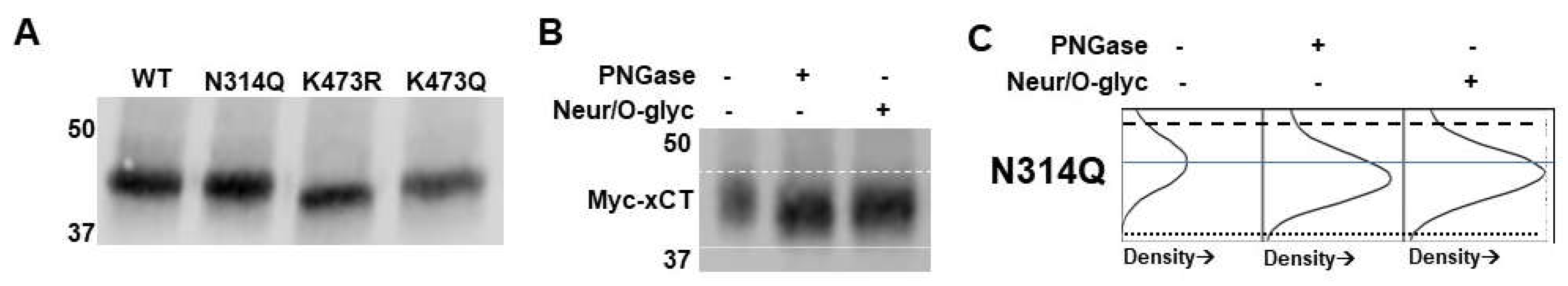 Preprints 114647 g006