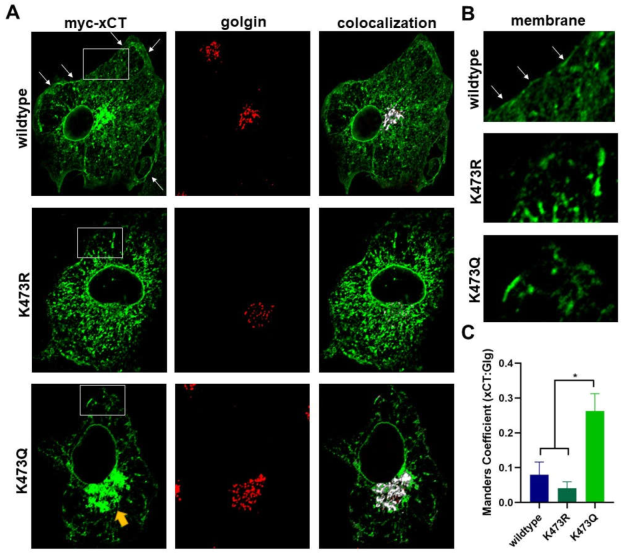 Preprints 114647 g008