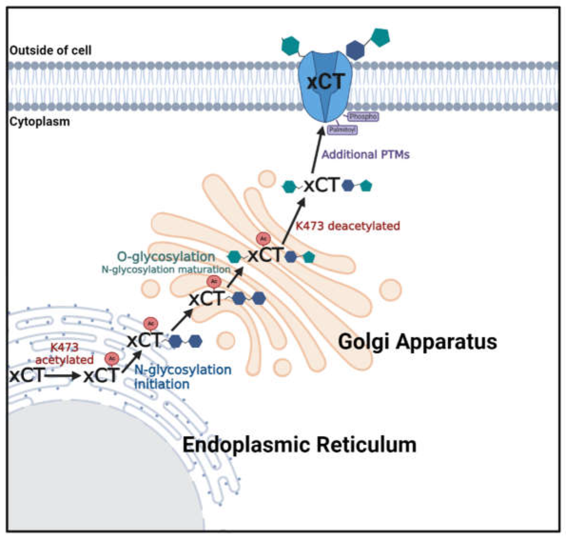 Preprints 114647 g009