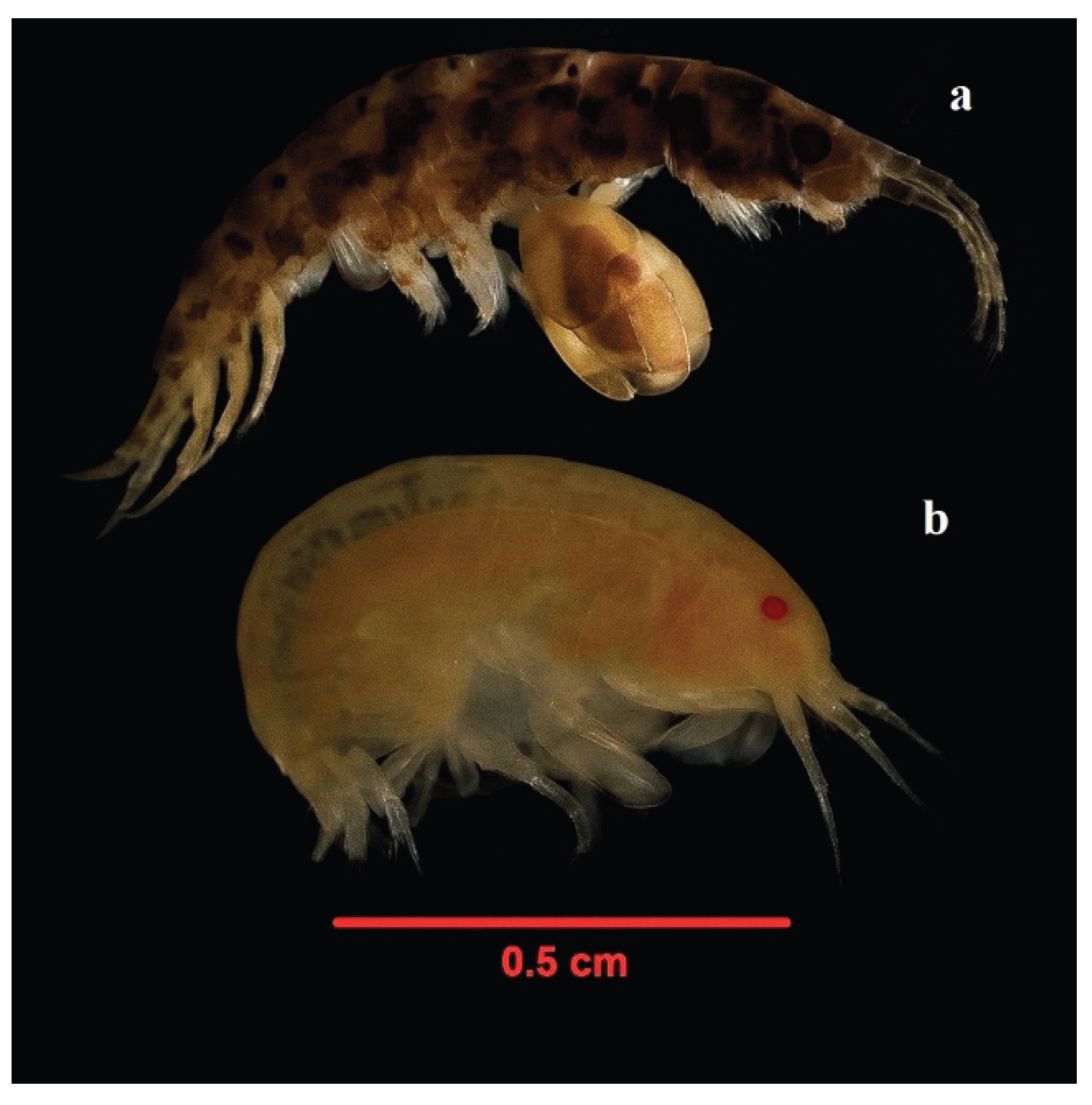Preprints 159016 g008