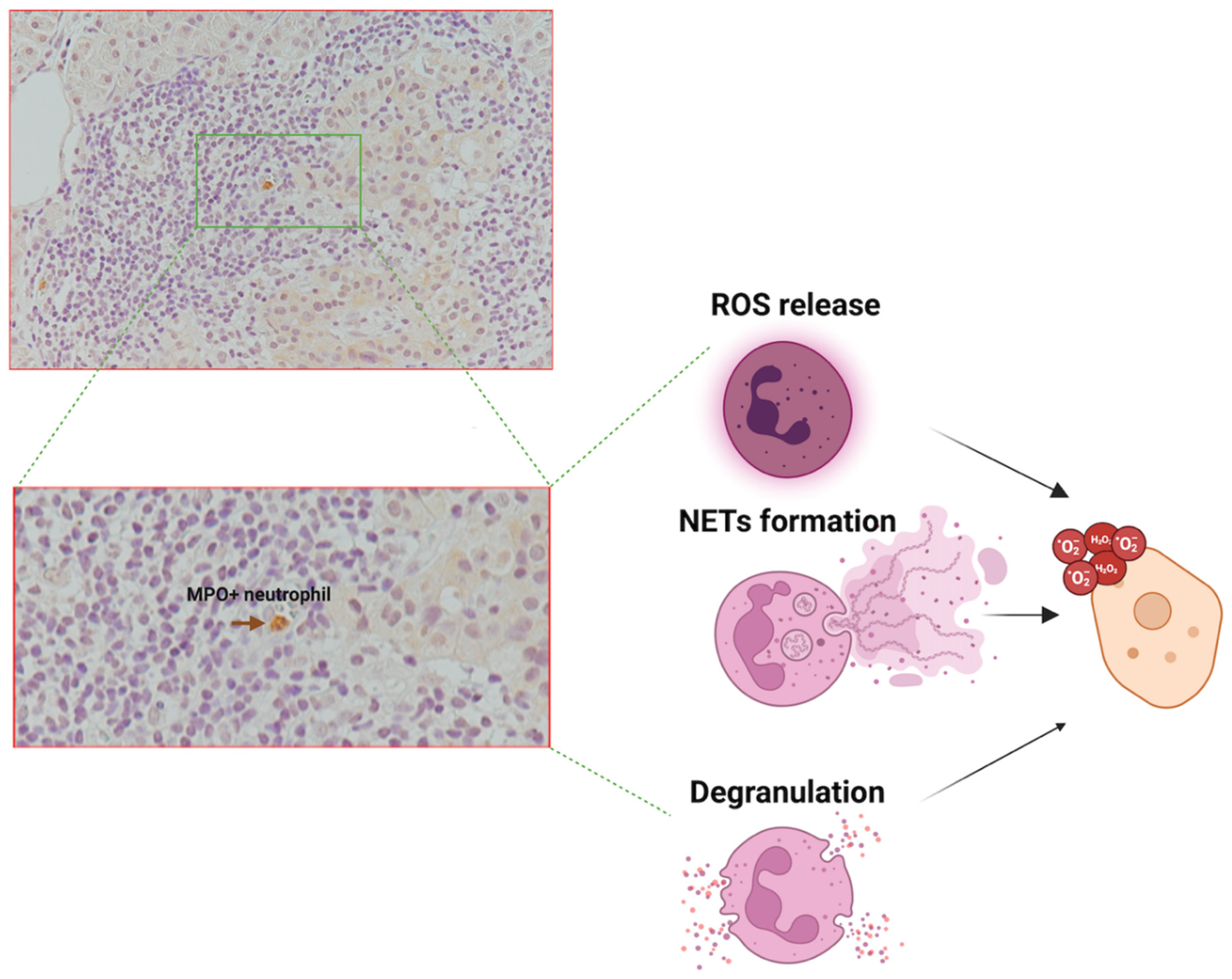 Preprints 151293 g003