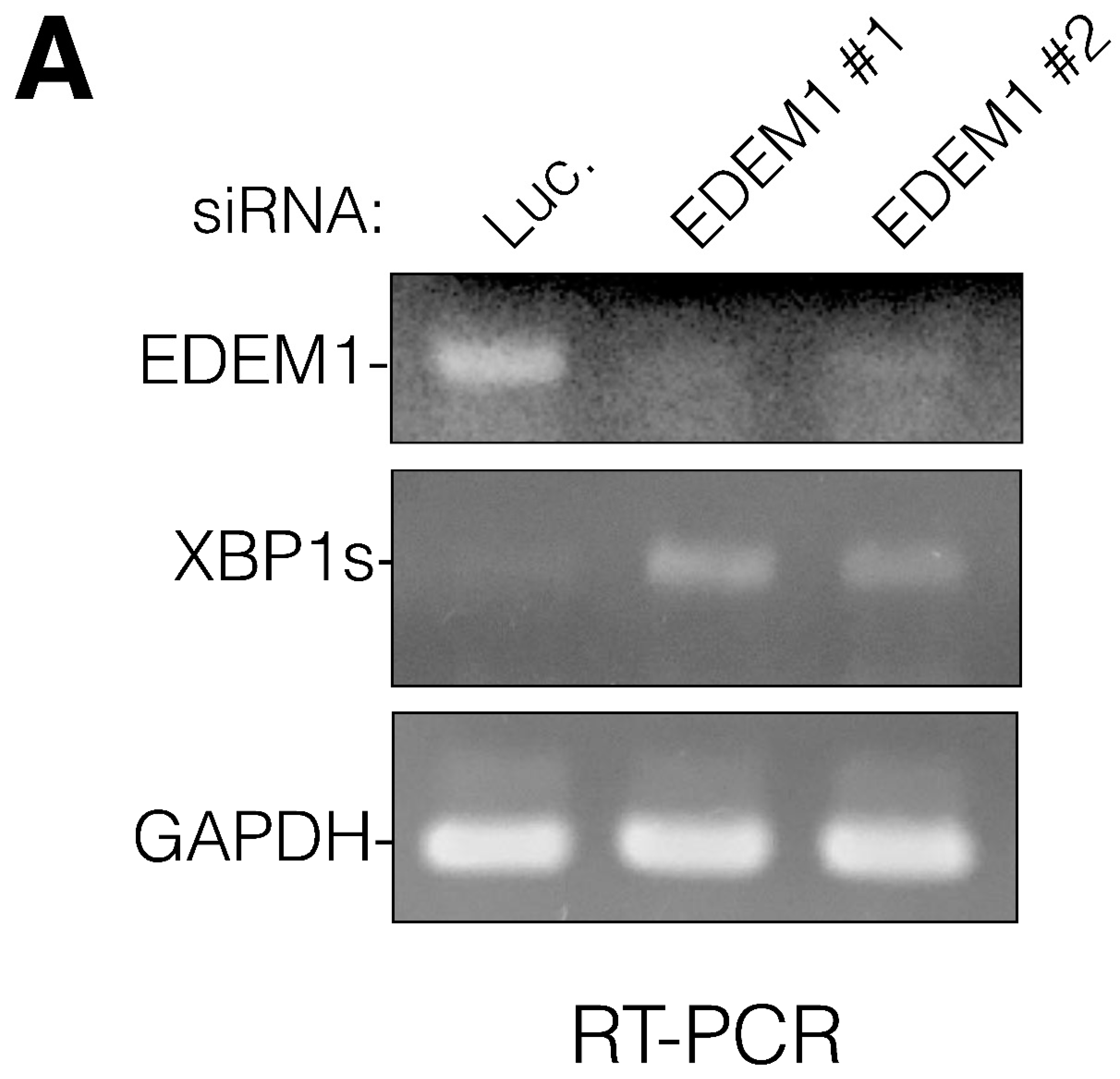 Preprints 76212 g001a