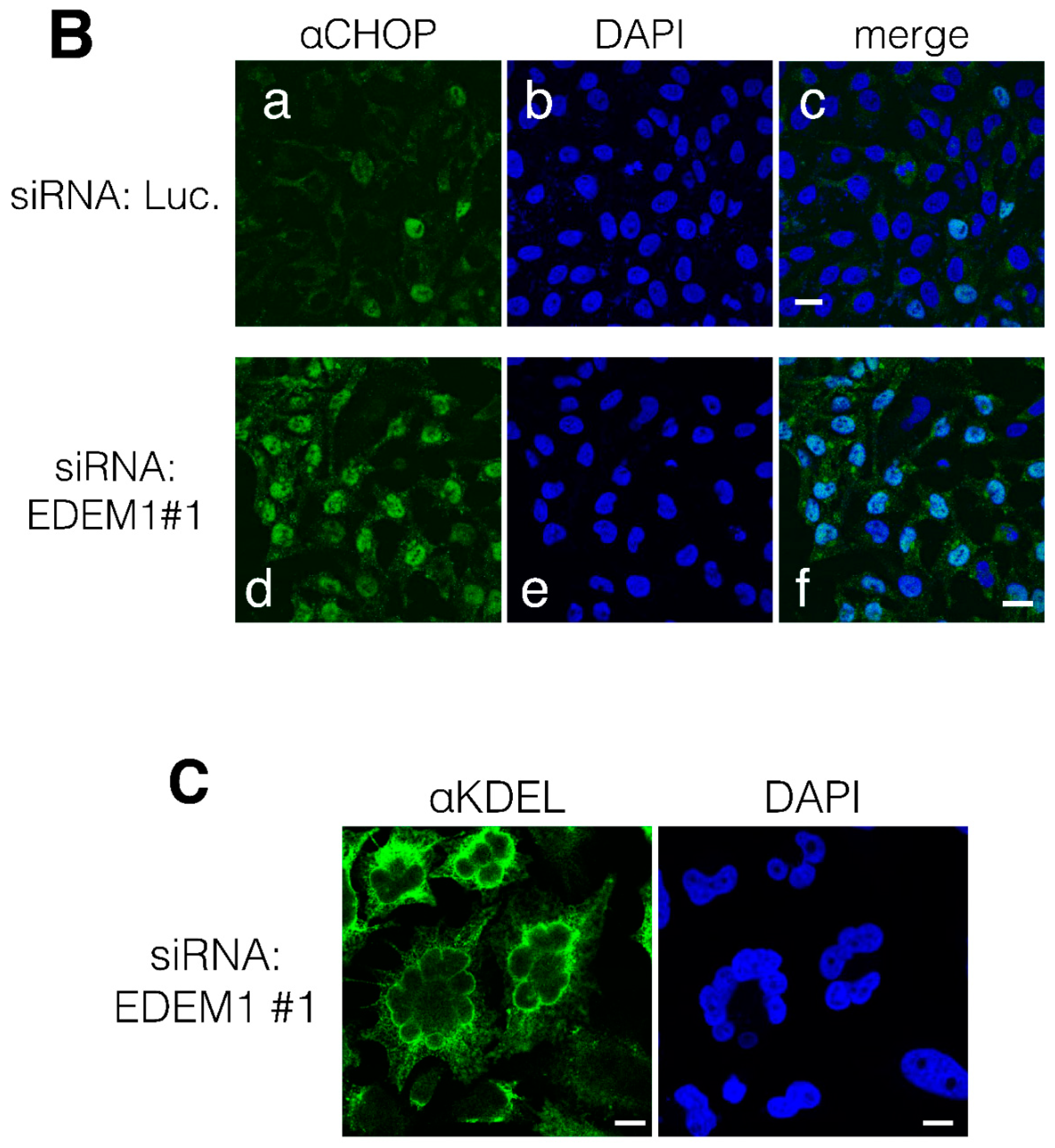 Preprints 76212 g001b