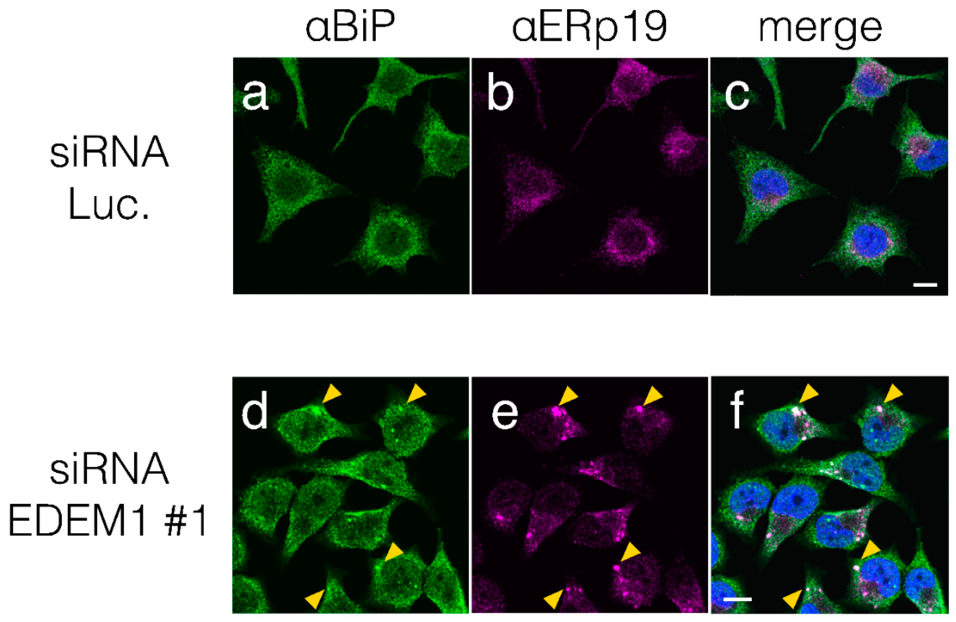 Preprints 76212 g002