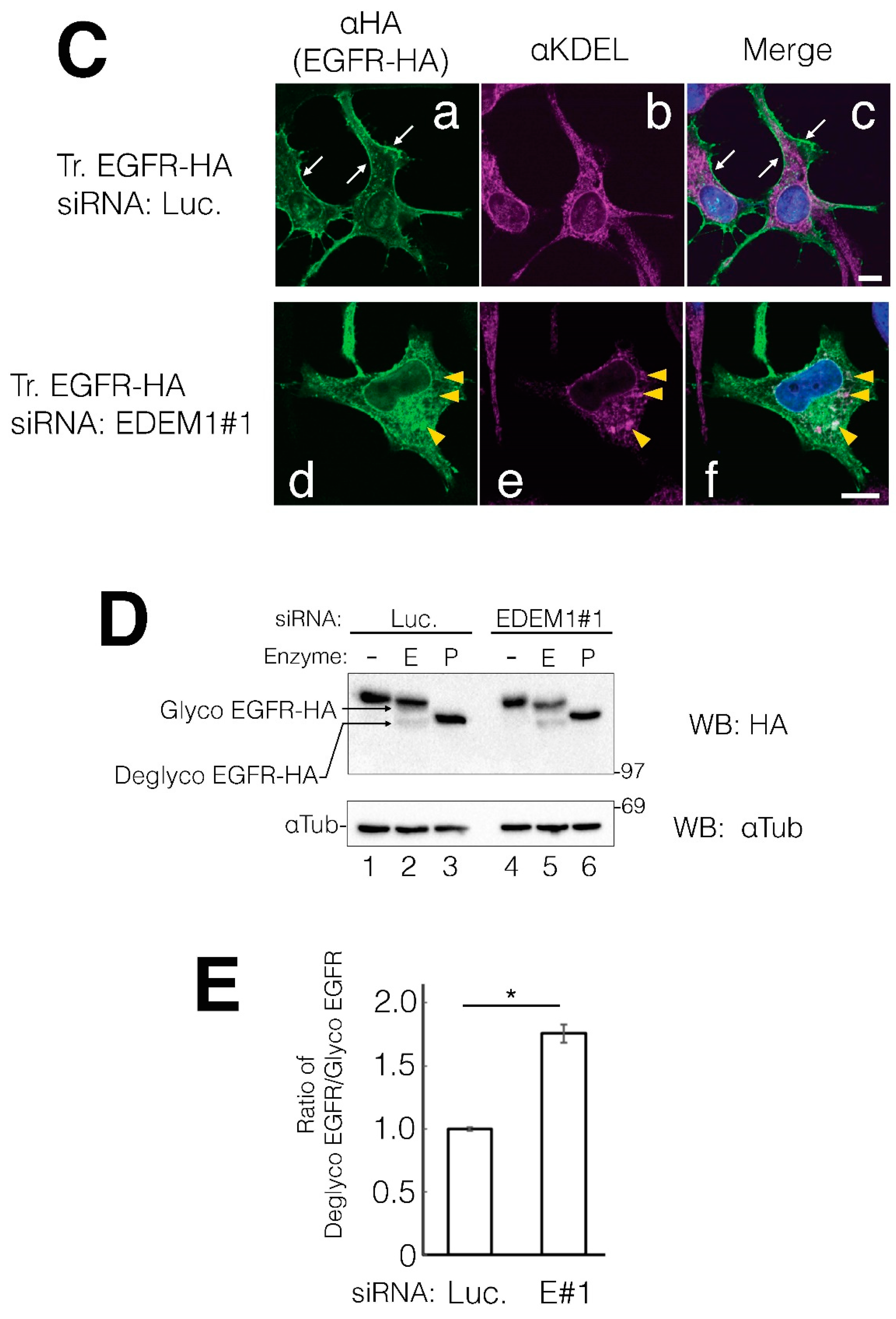 Preprints 76212 g004b