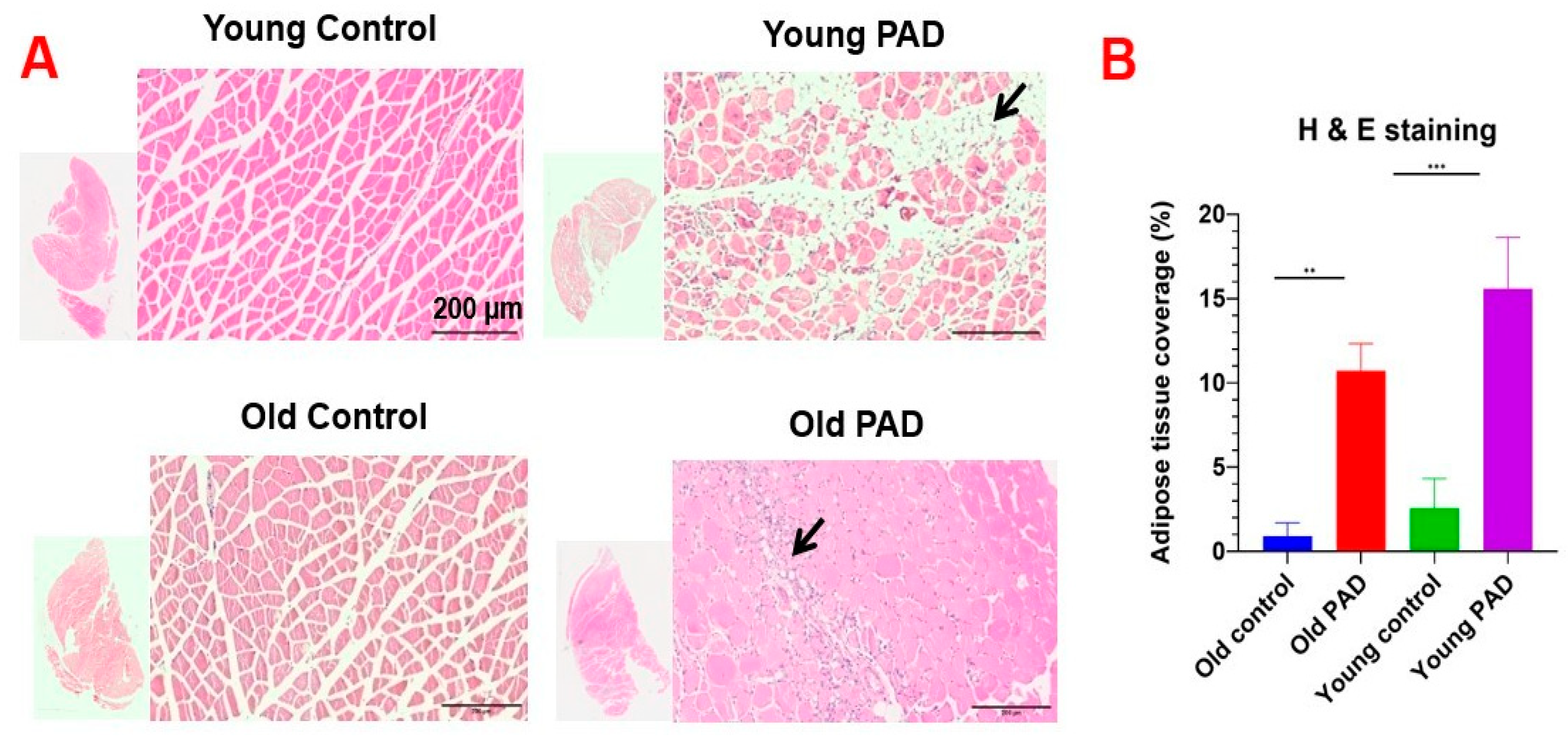 Preprints 206270 g007 Preprints 206270 g007