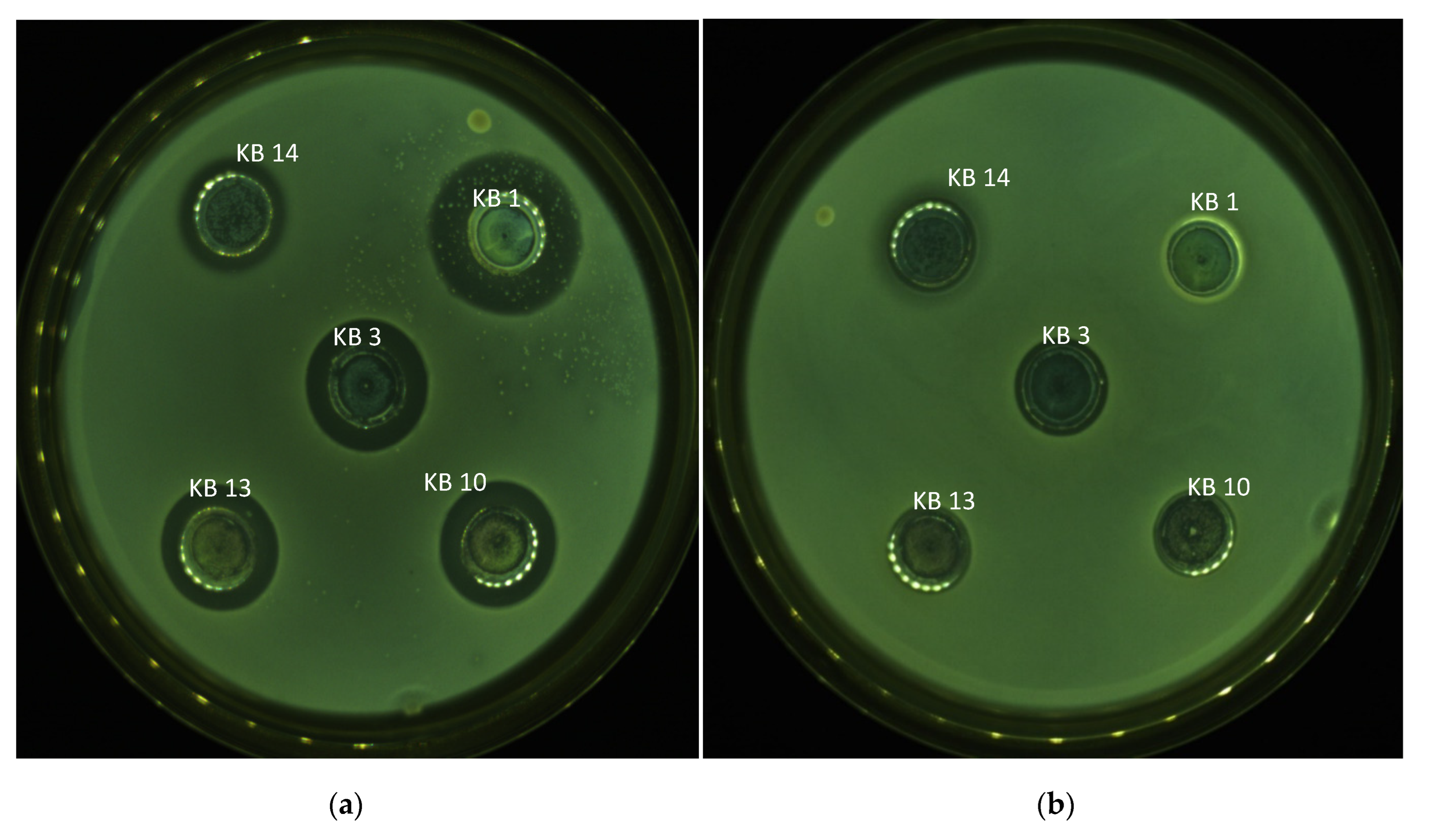 Preprints 182648 g002
