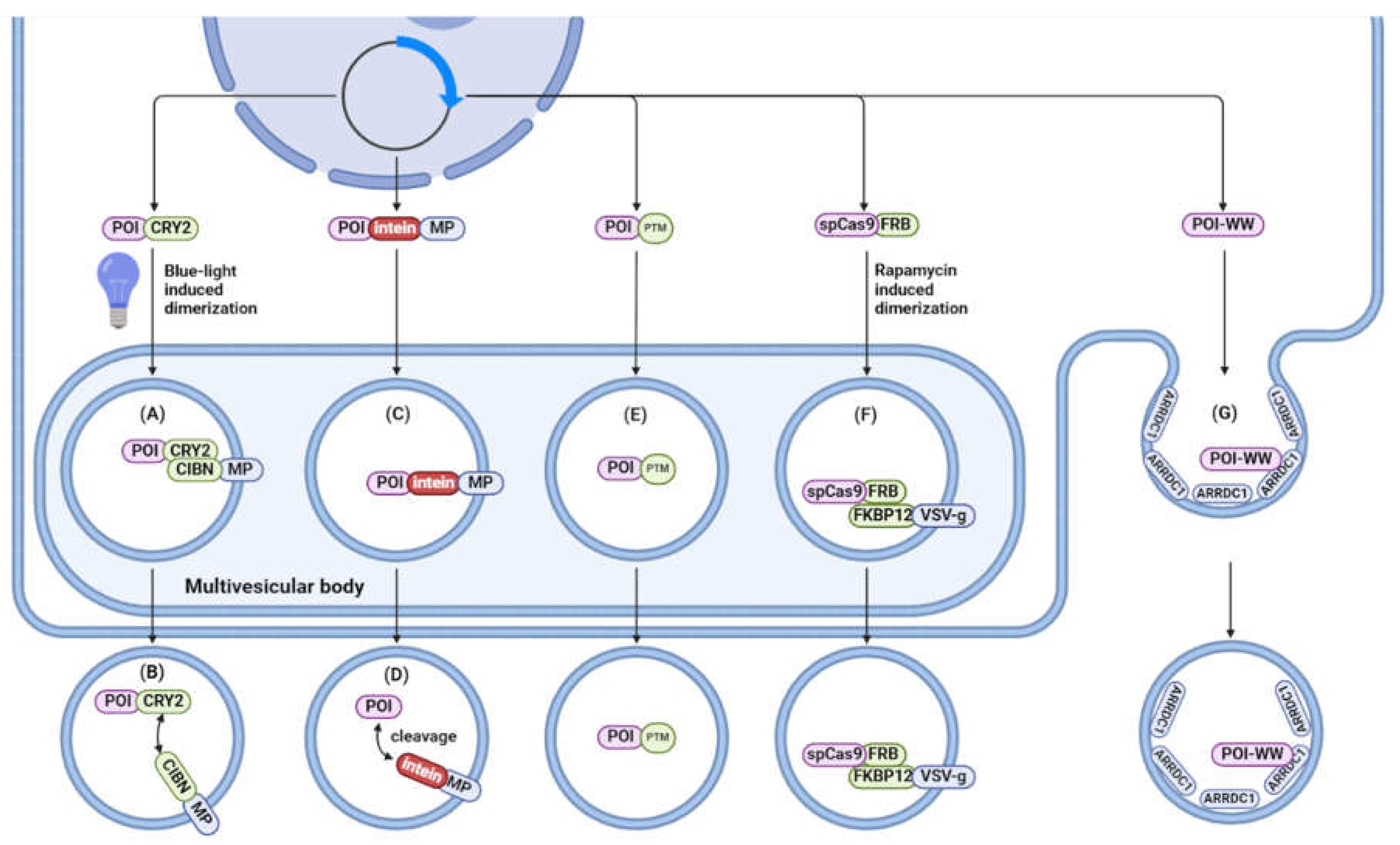 Preprints 117015 g006
