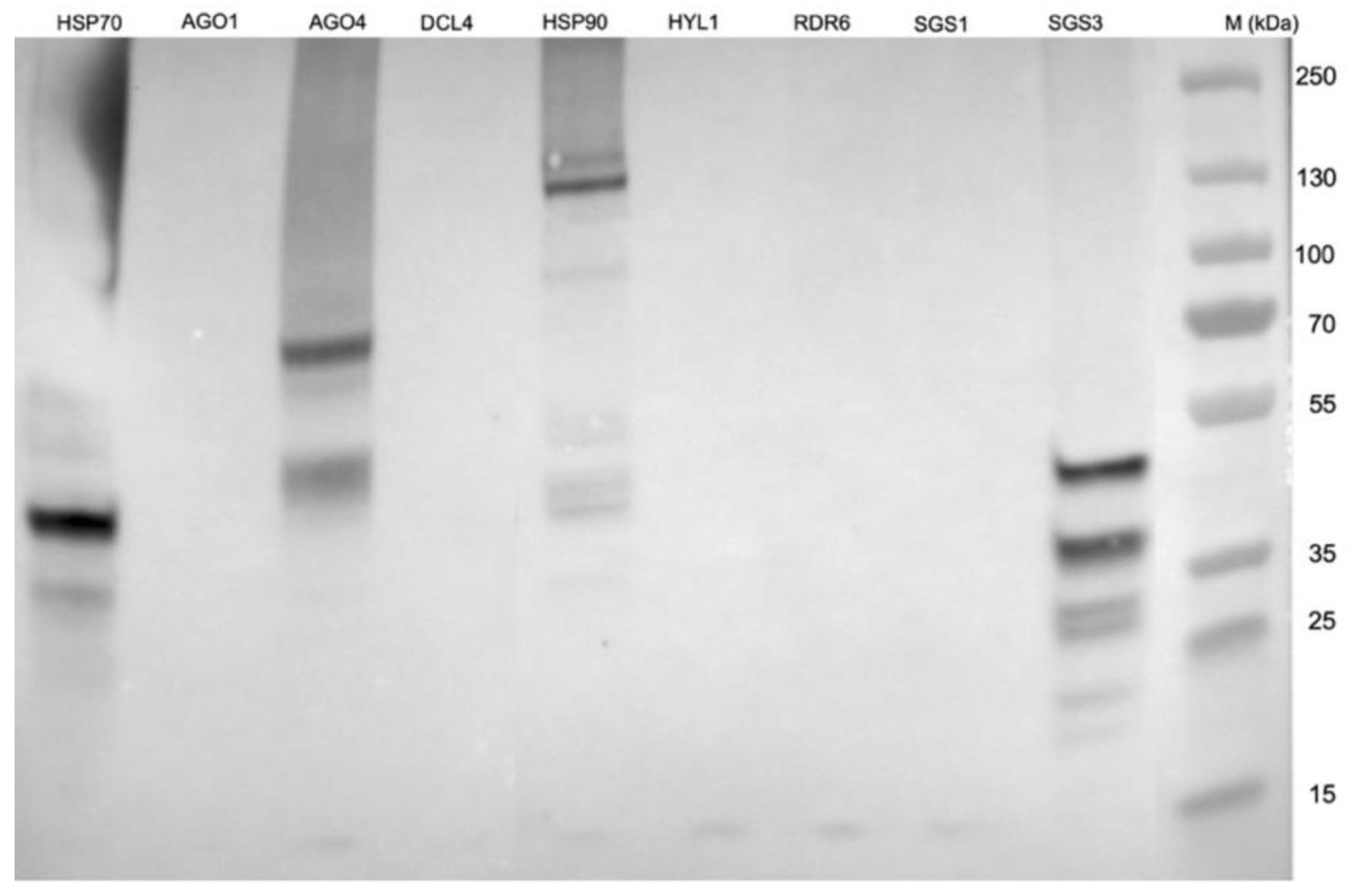Preprints 193212 g009