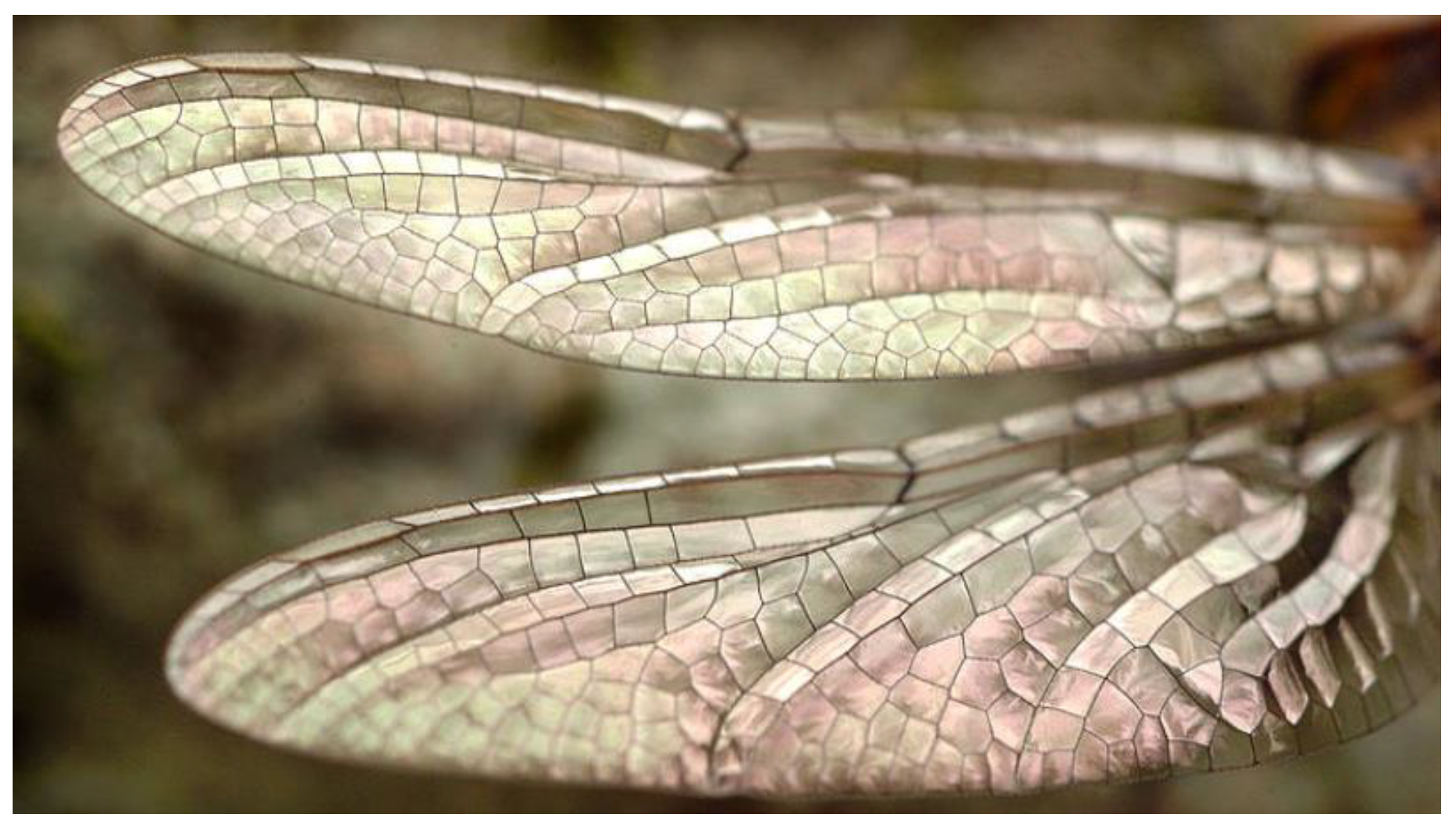 Preprints 142928 g001