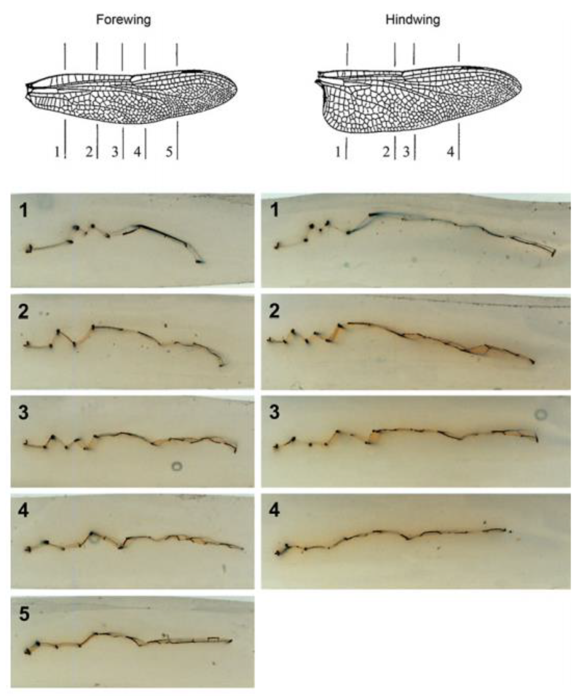 Preprints 142928 g002