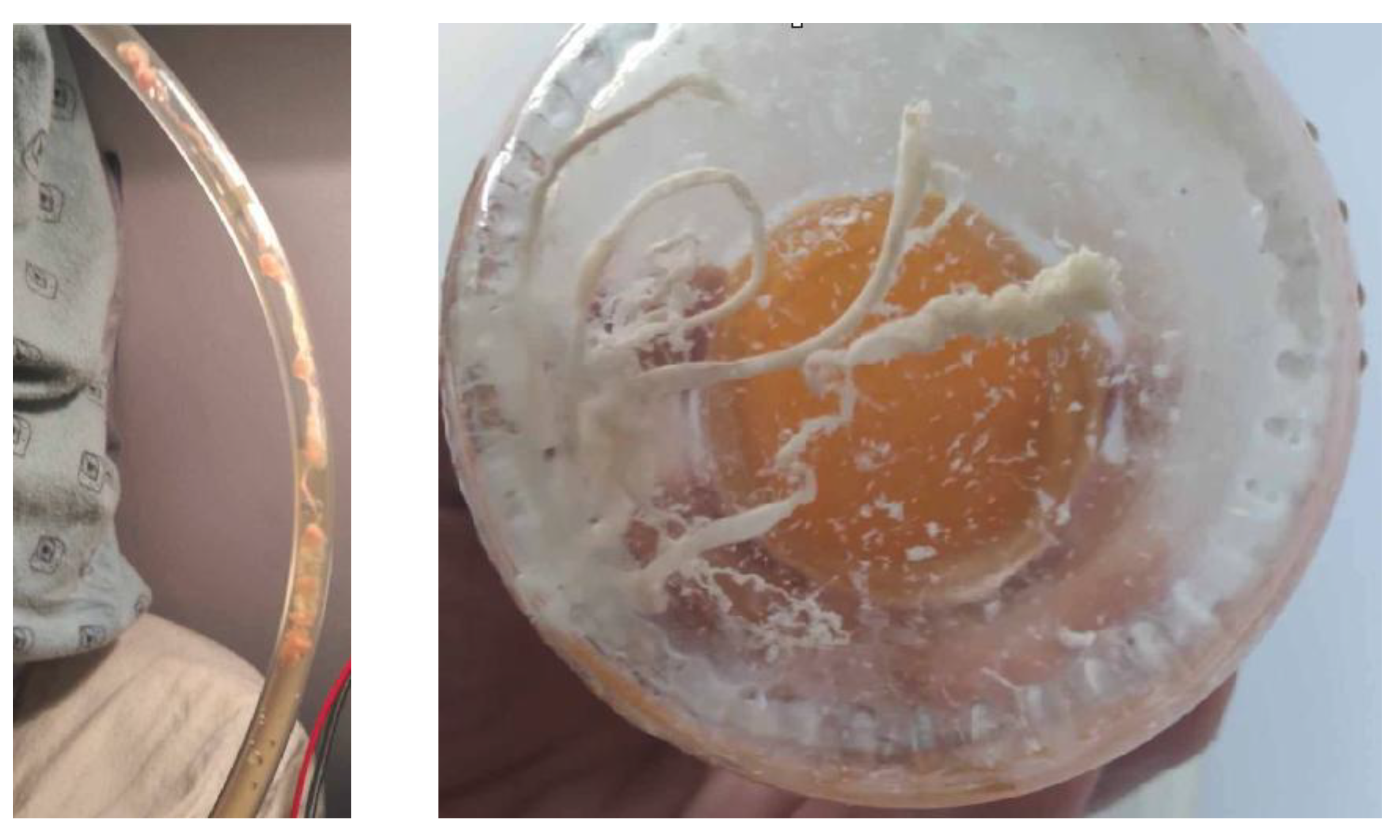 Preprints 195677 g002