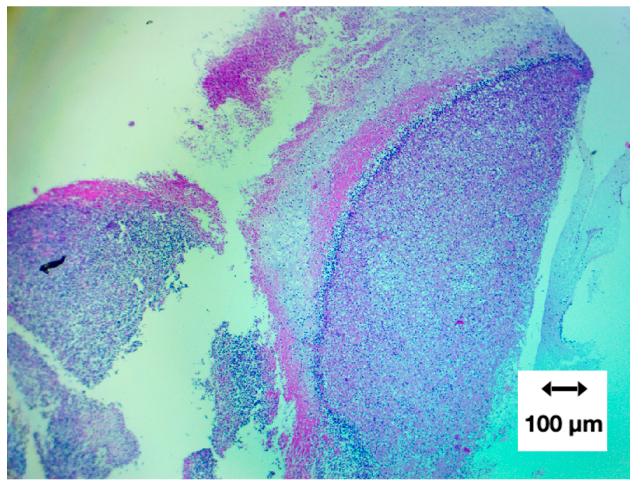 Preprints 195677 g008
