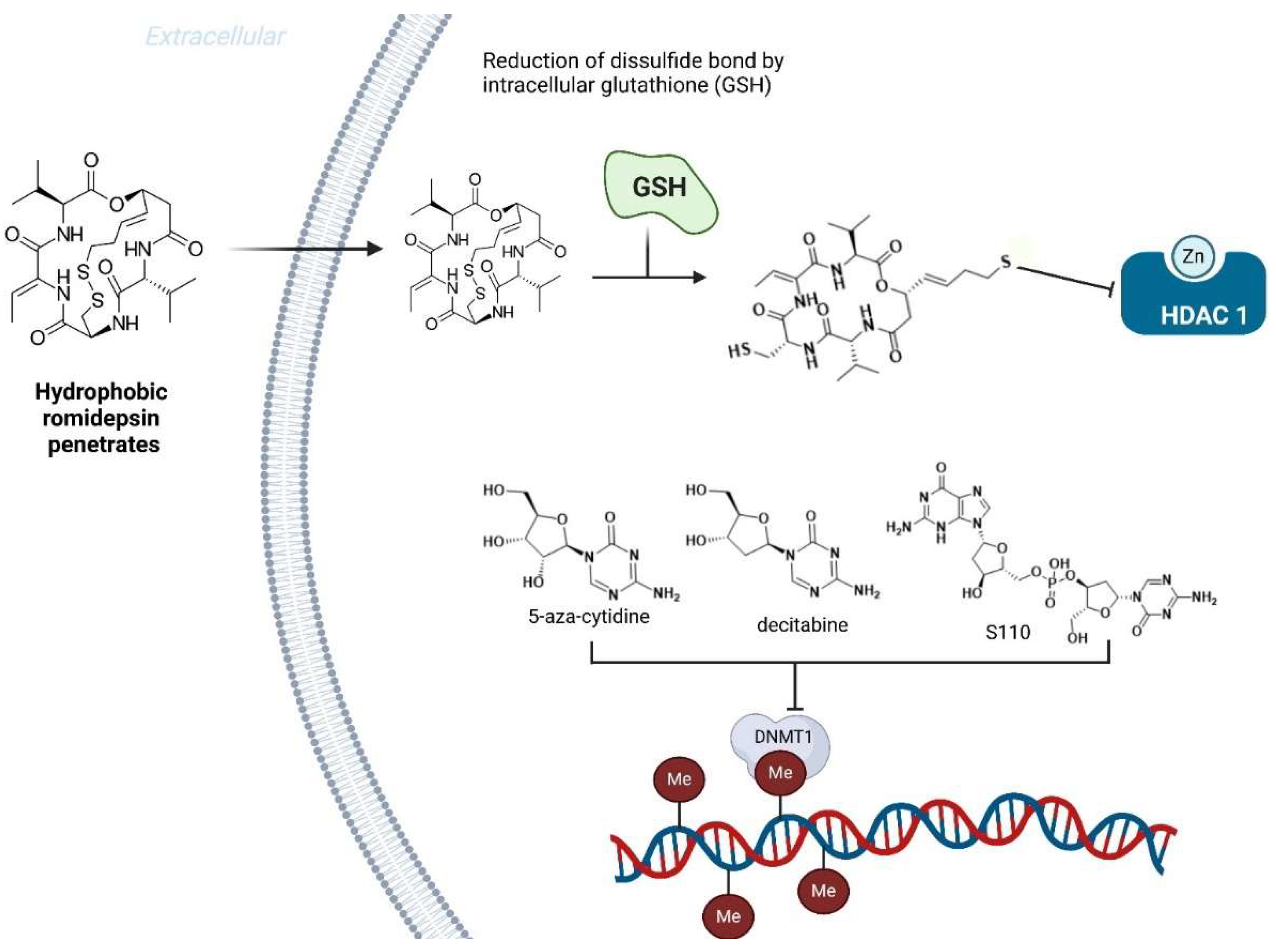 Preprints 146736 g019