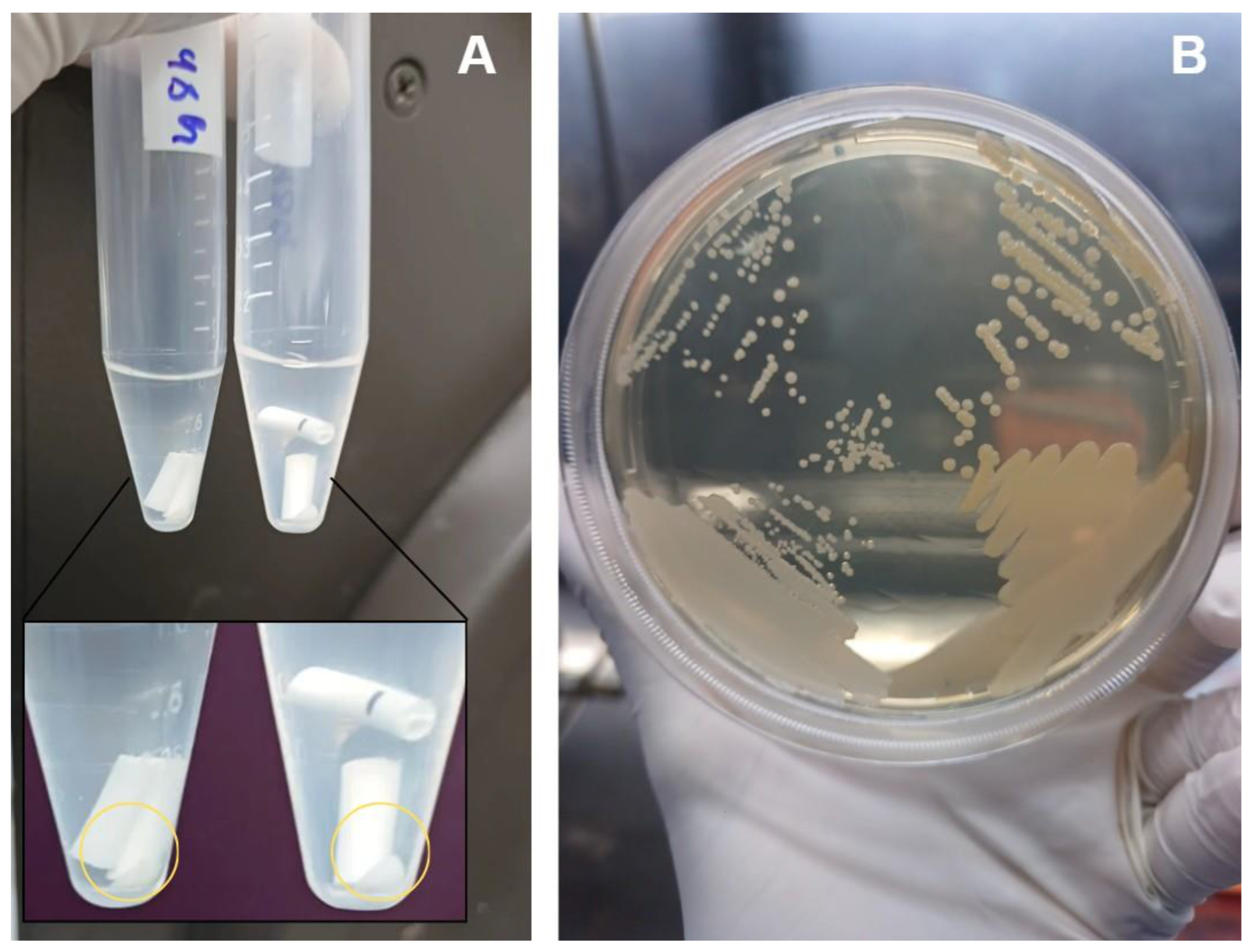 Preprints 189127 g004