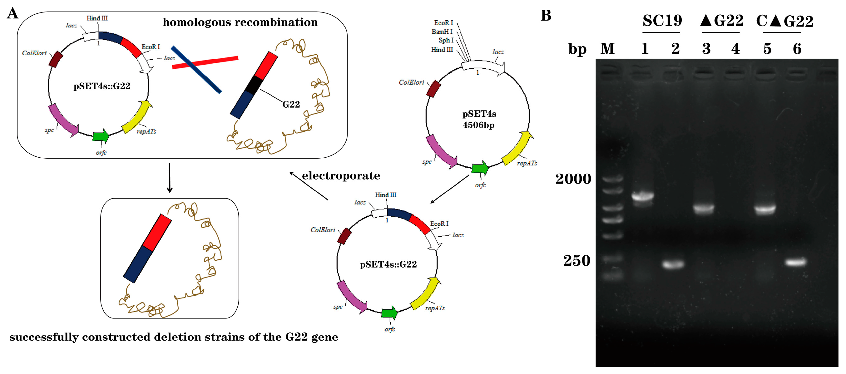 Preprints 148992 g001