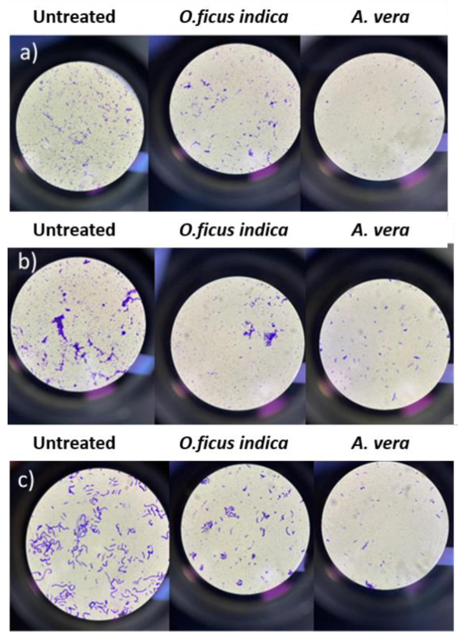 Preprints 158584 g005