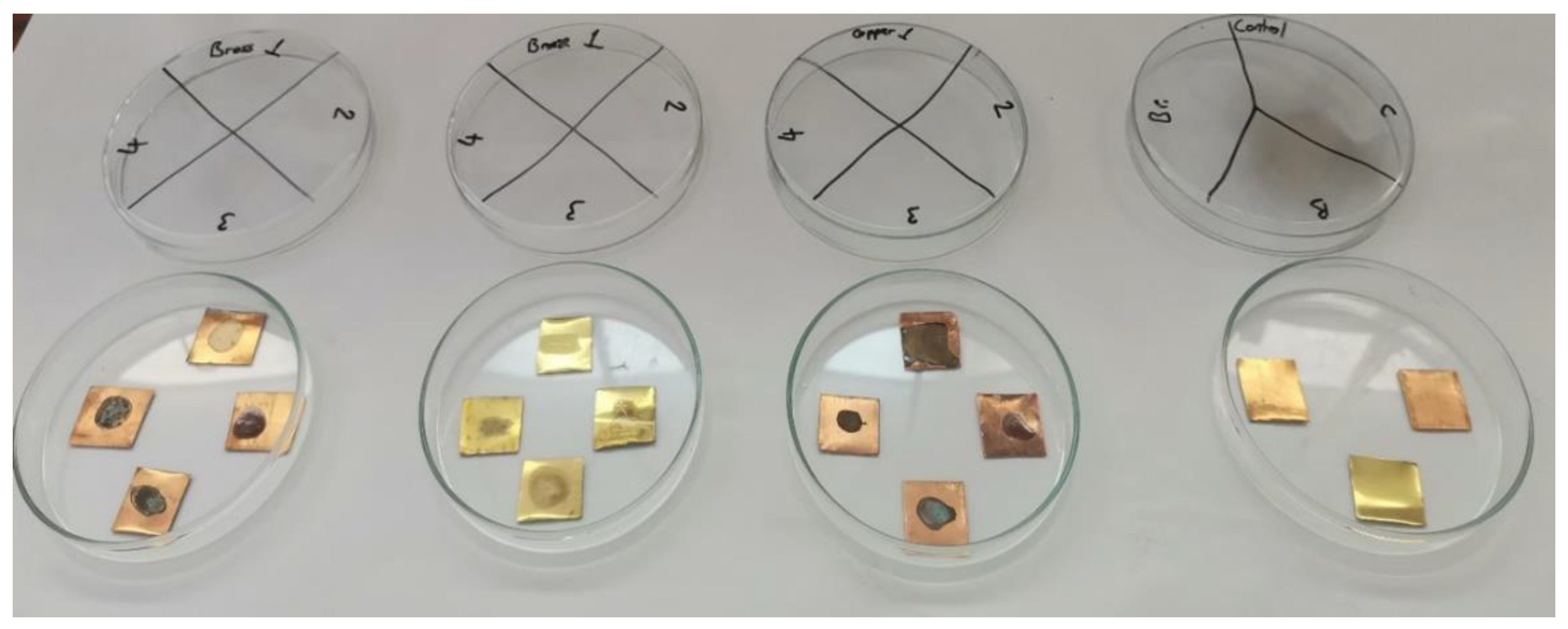 Preprints 158584 g006