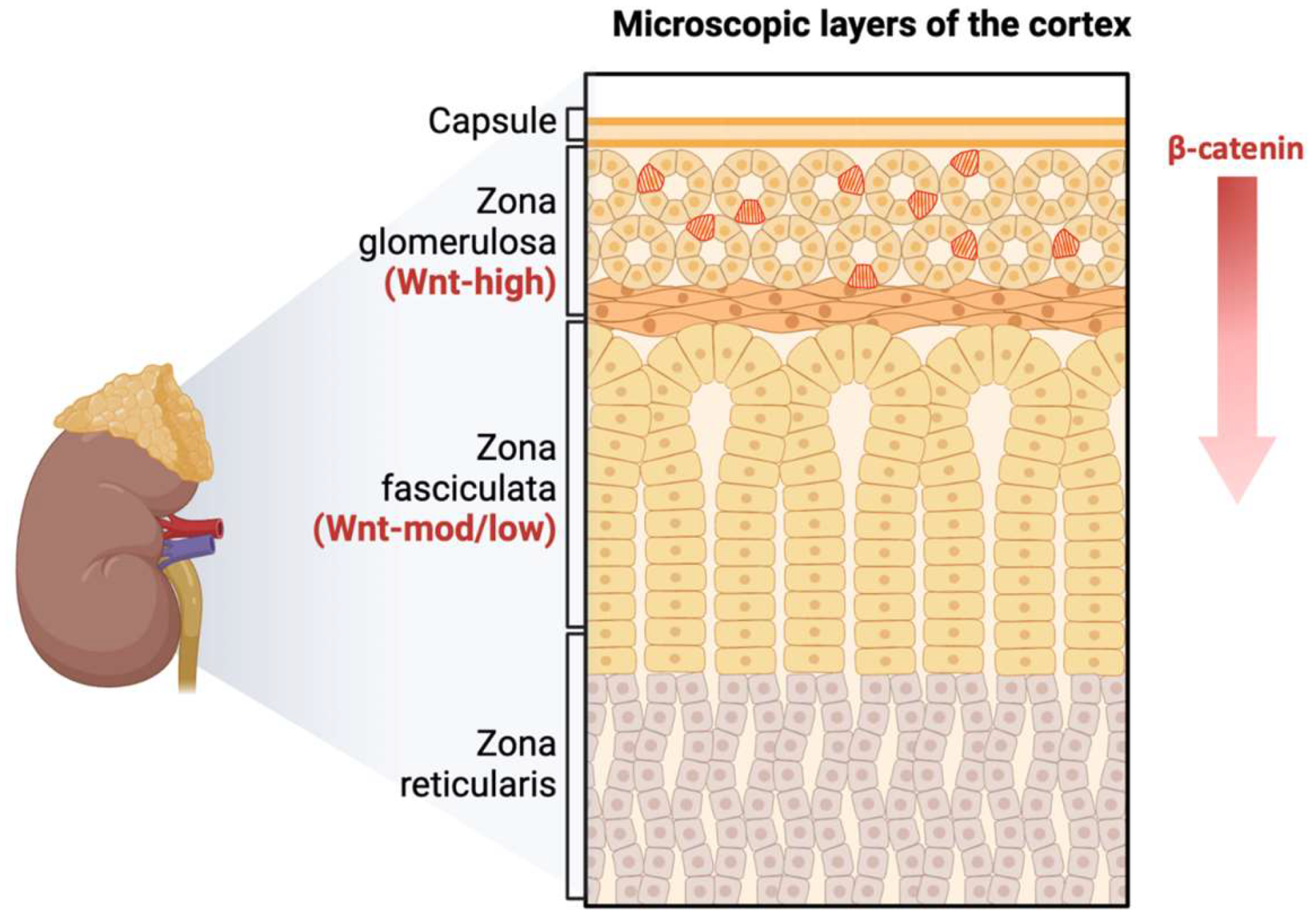 Preprints 139157 g001