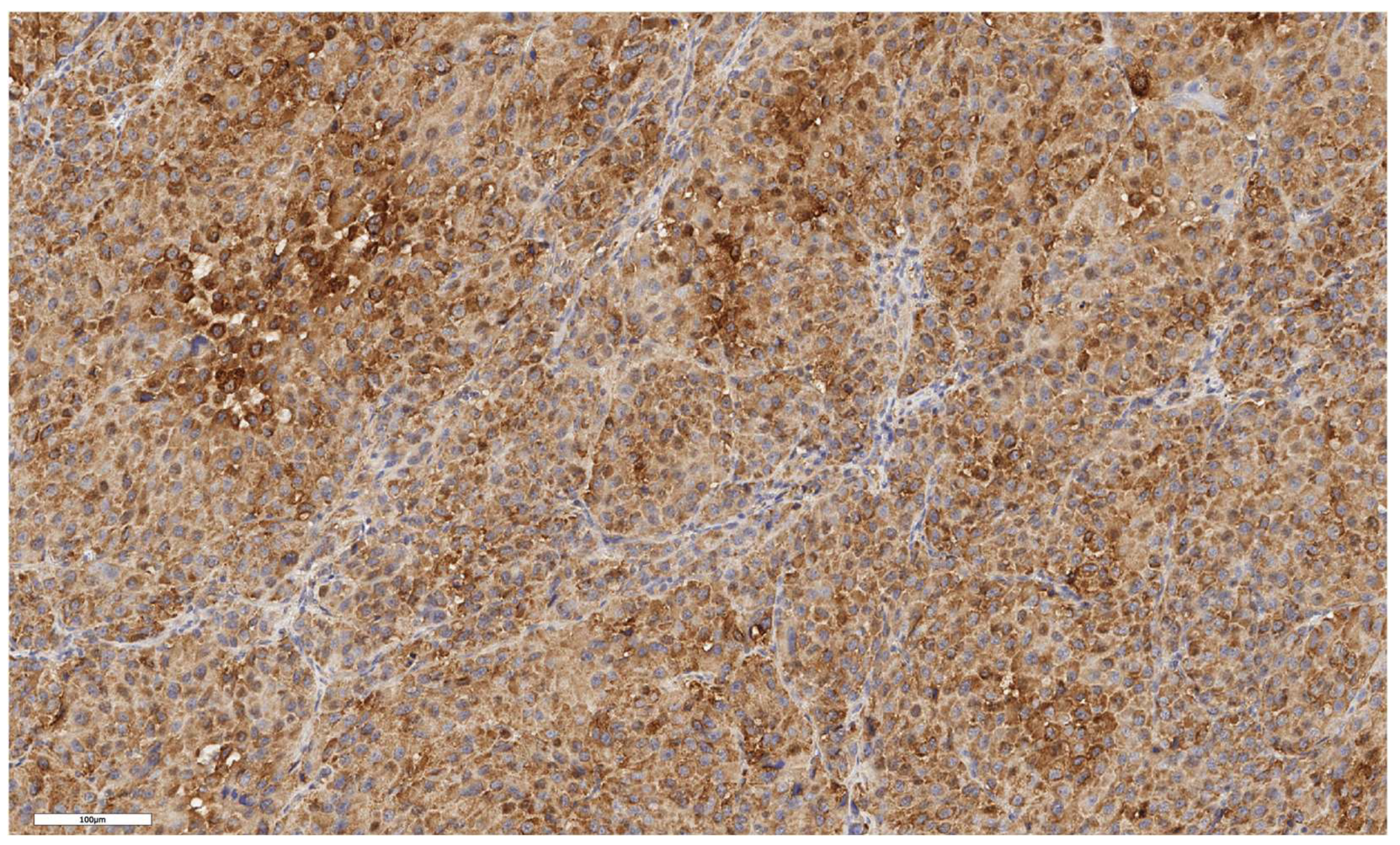 Preprints 139157 g006