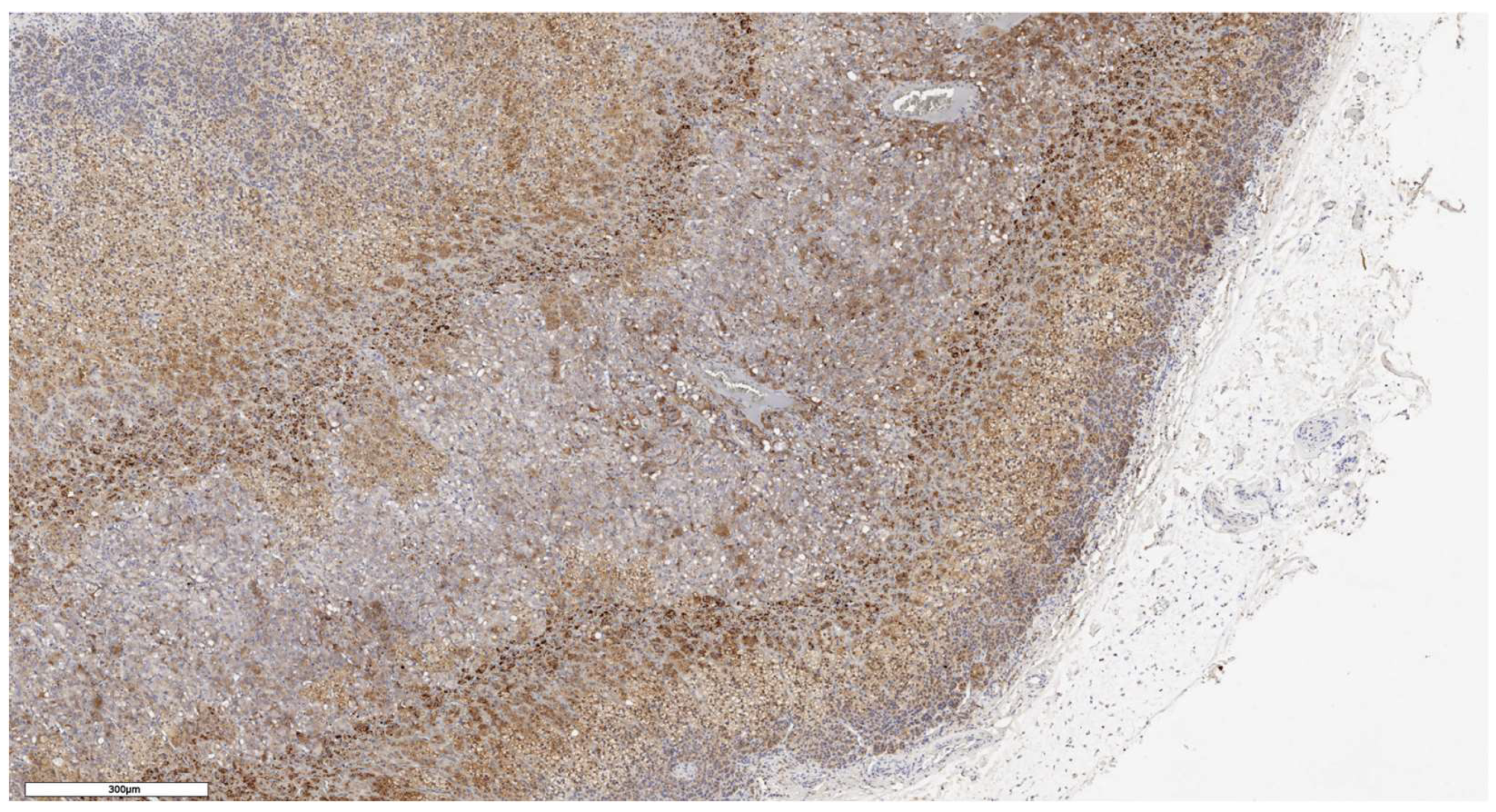 Preprints 139157 g010