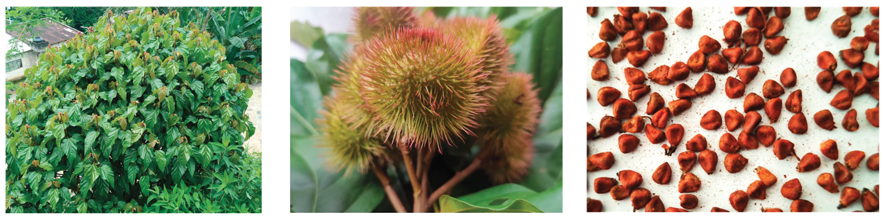 Preprints 191044 g001