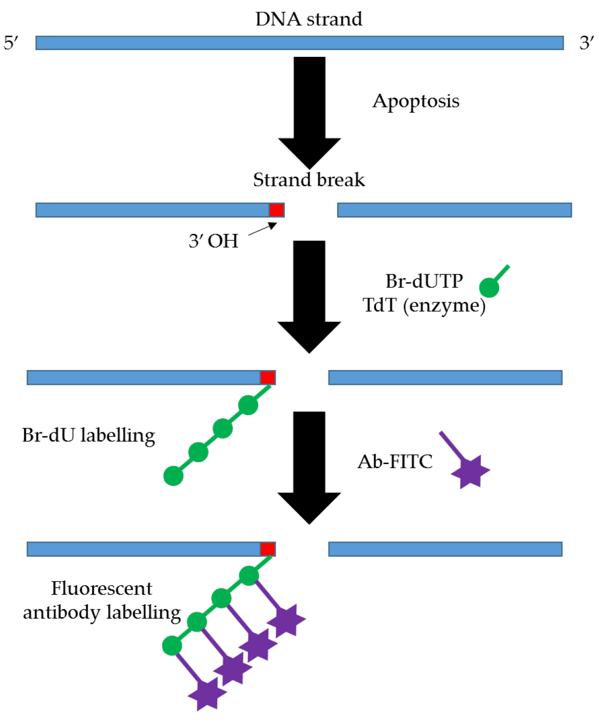 f*n The Great Debate: Regulated Cell Death in Fungi and the Role of