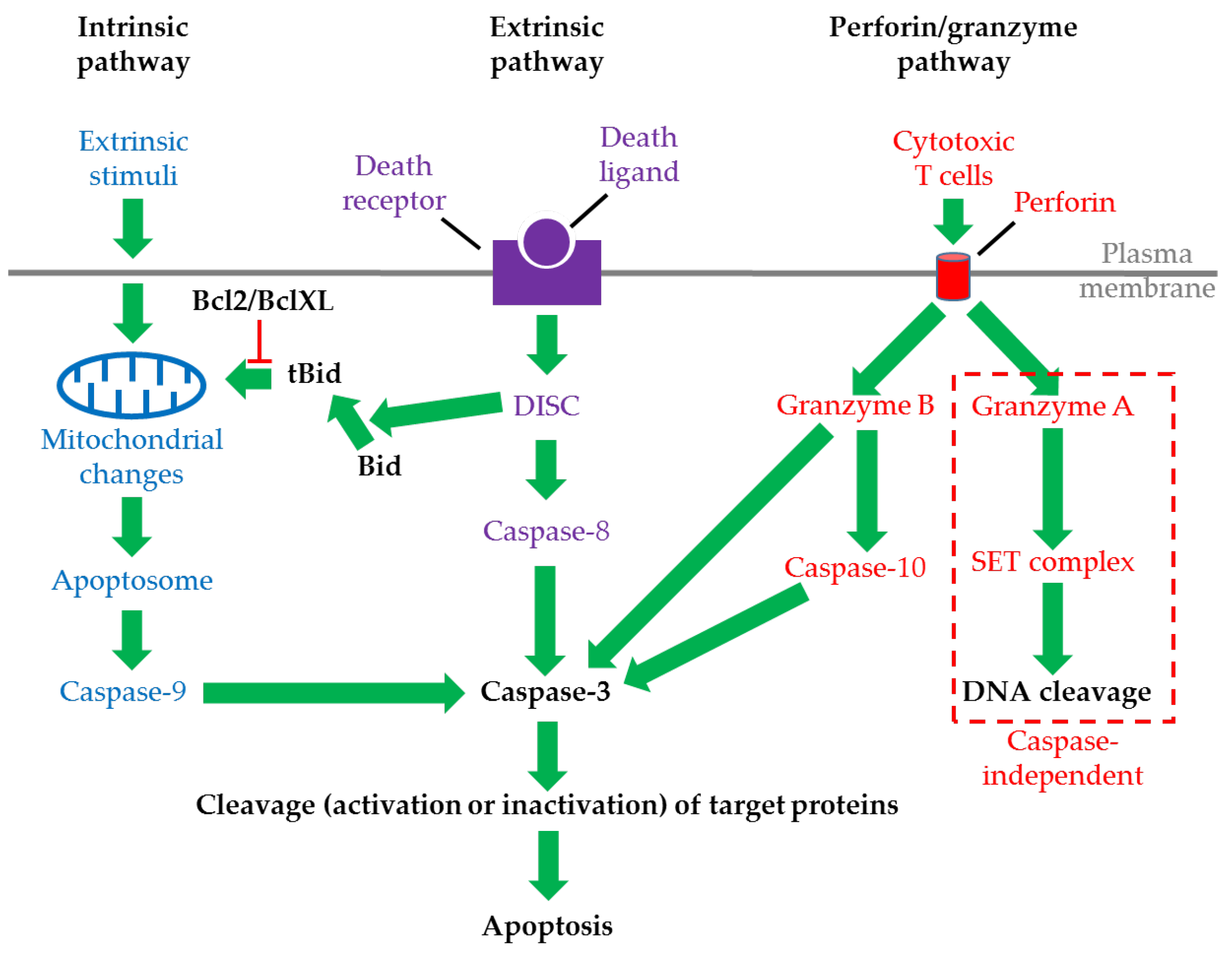 The Great Debate: Regulated Cell Death in Fungi and the Role of