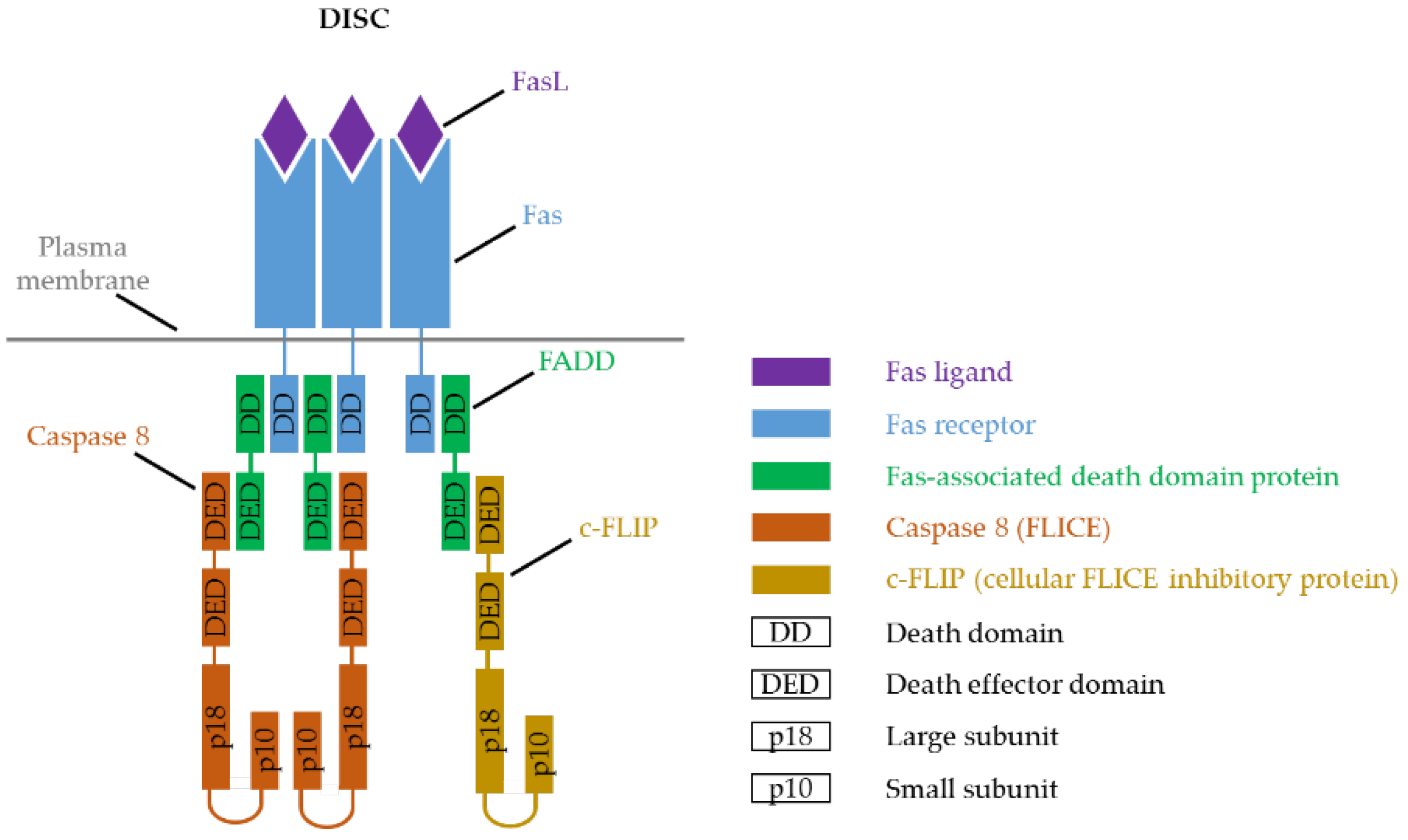 The Great Debate: Regulated Cell Death in Fungi and the Role of