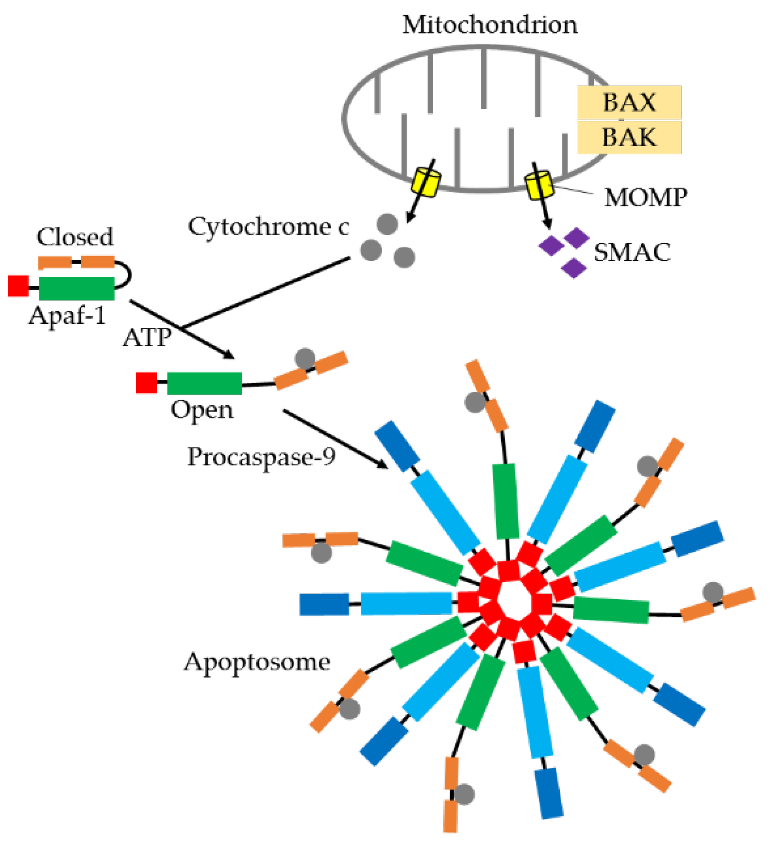 The Great Debate: Regulated Cell Death in Fungi and the Role of