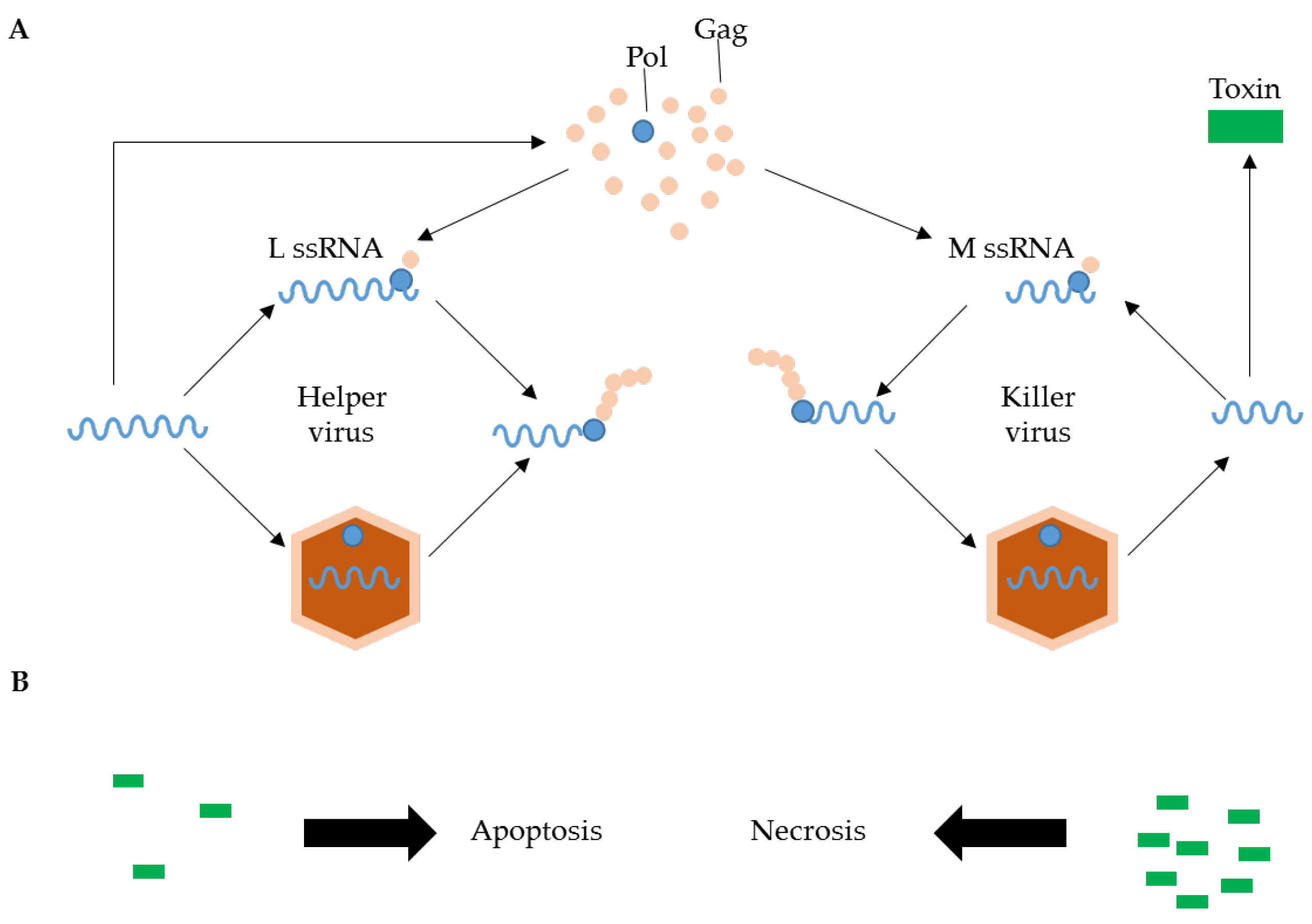 The Great Debate: Regulated Cell Death in Fungi and the Role of