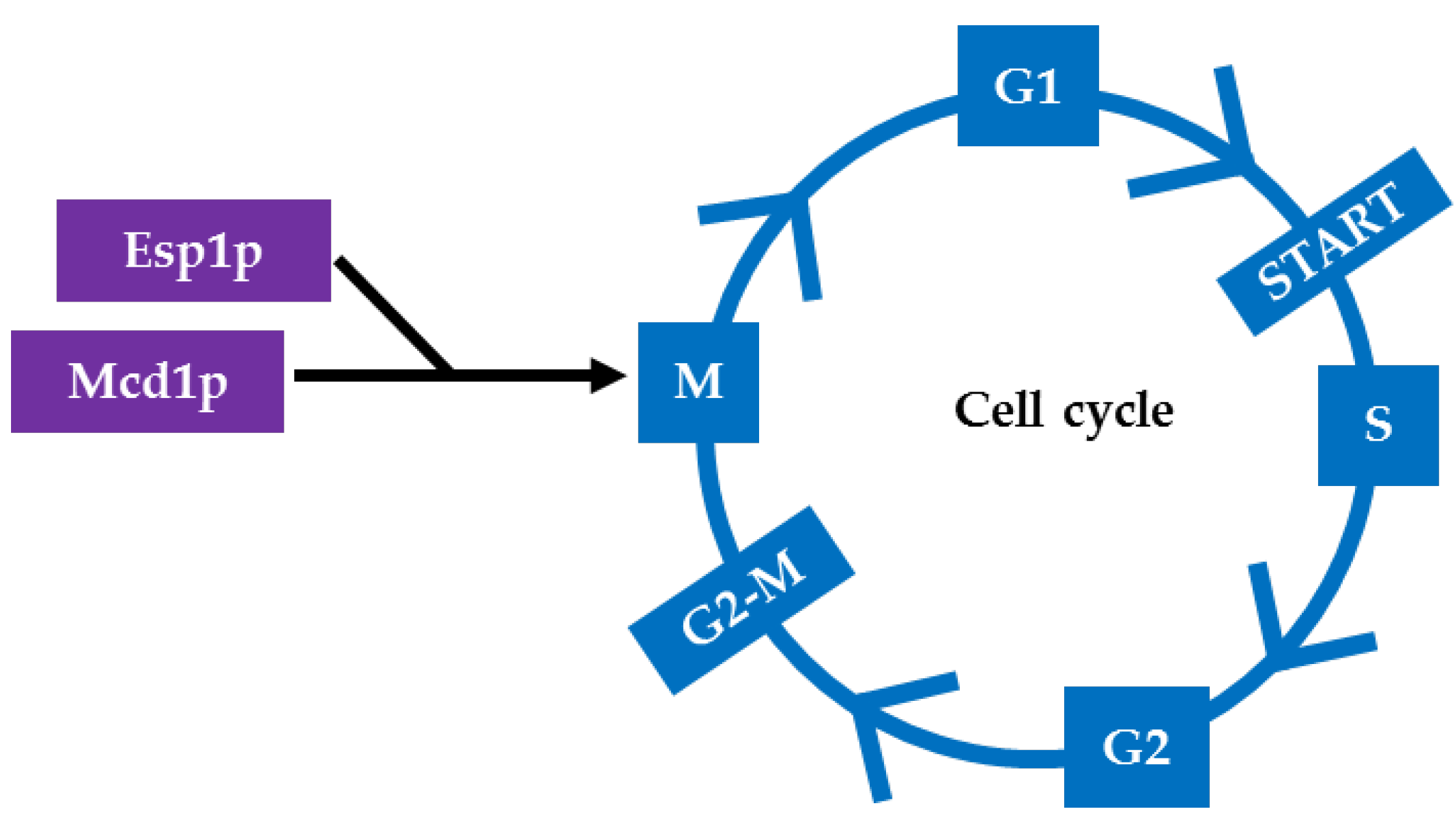 The Great Debate: Regulated Cell Death in Fungi and the Role of