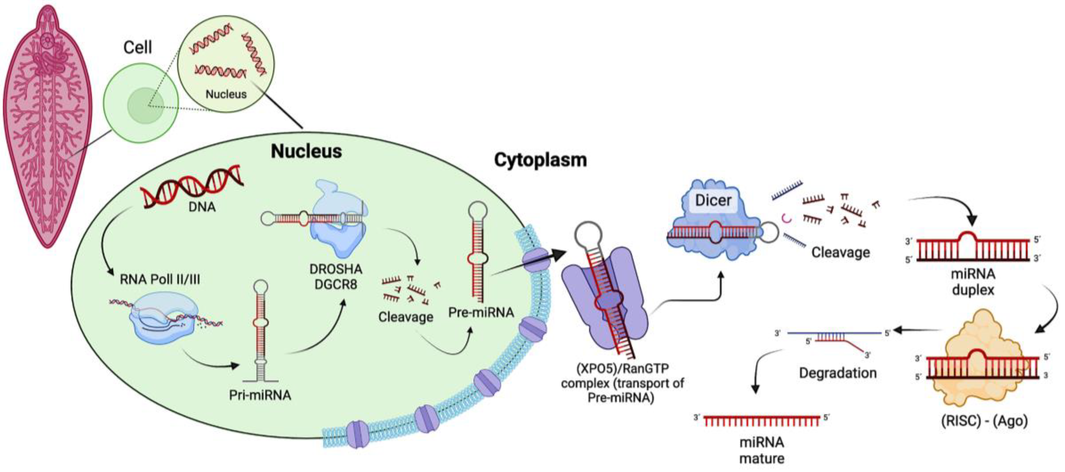 Preprints 140668 g002