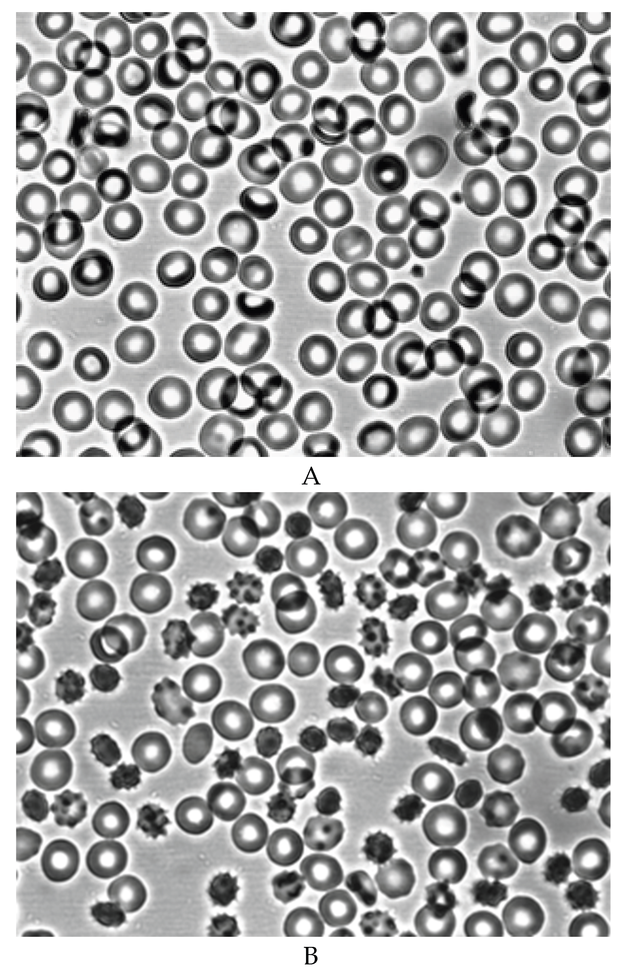 Preprints 172361 g002a