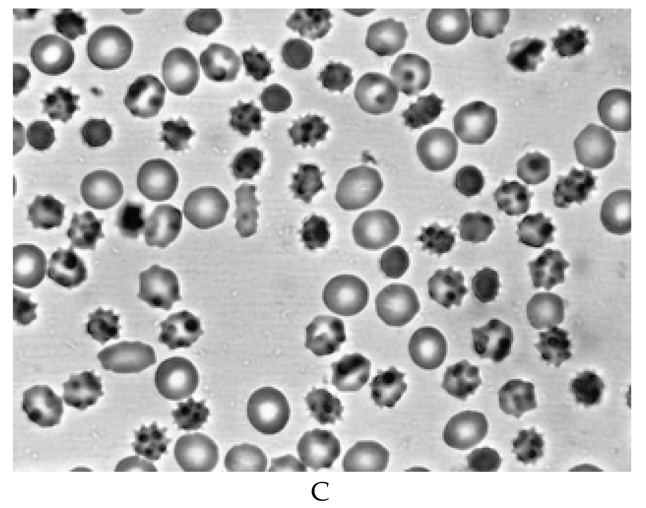 Preprints 172361 g002b