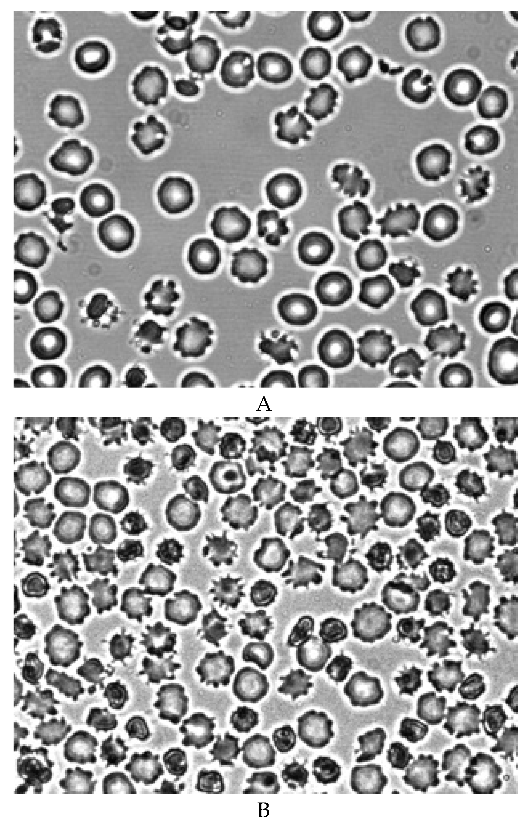 Preprints 172361 g003a
