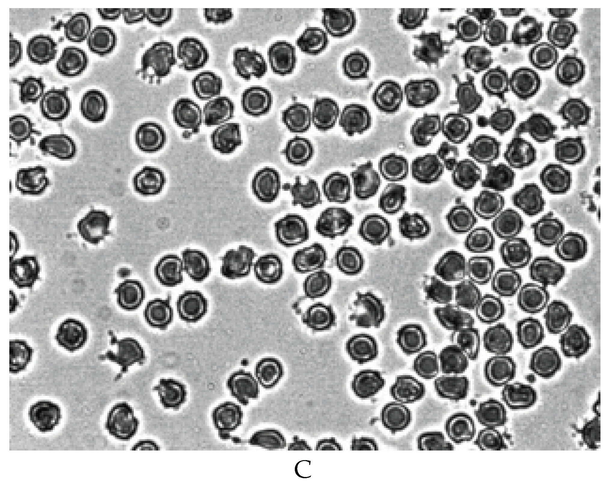 Preprints 172361 g003b