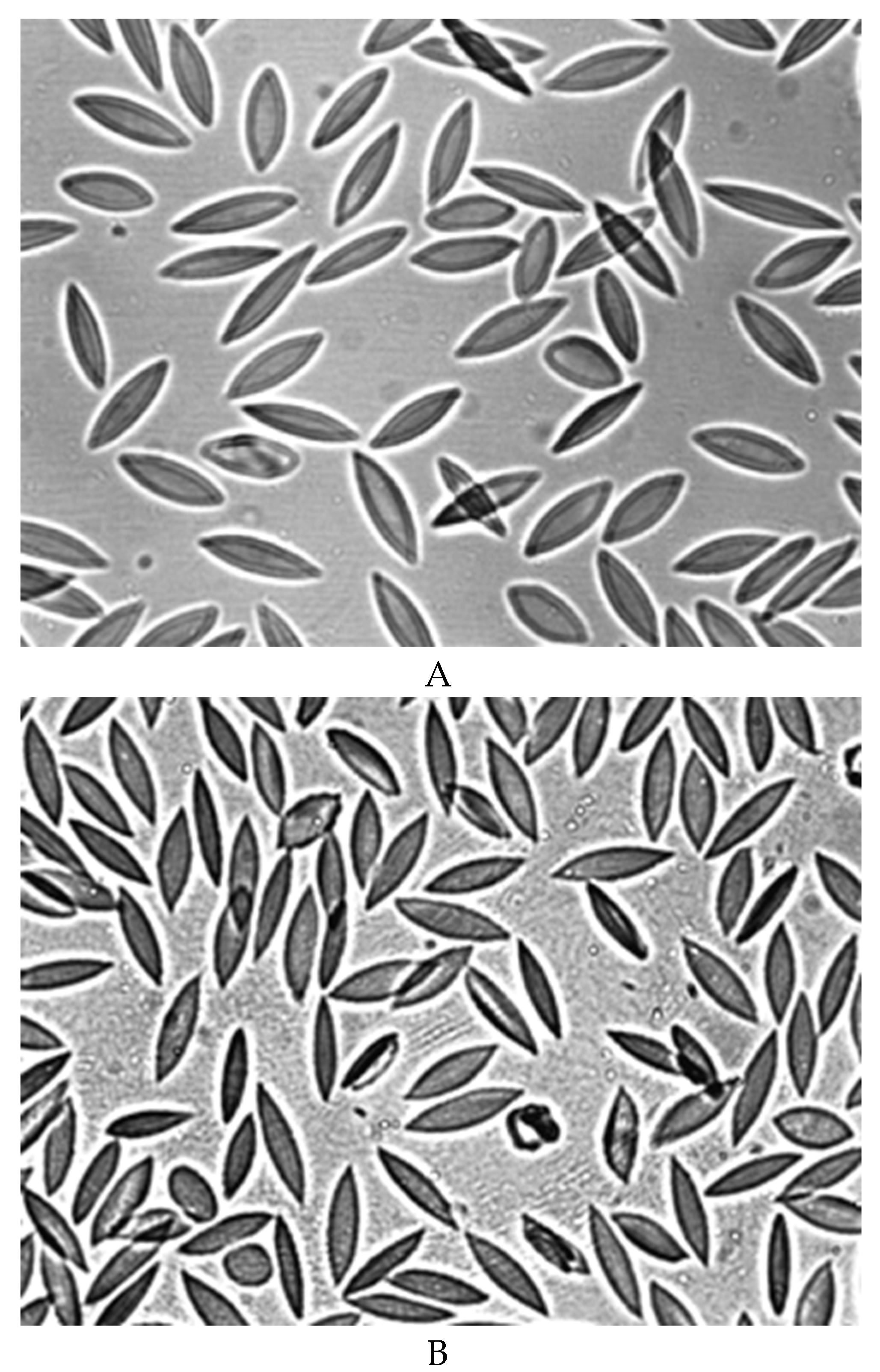 Preprints 172361 g004a