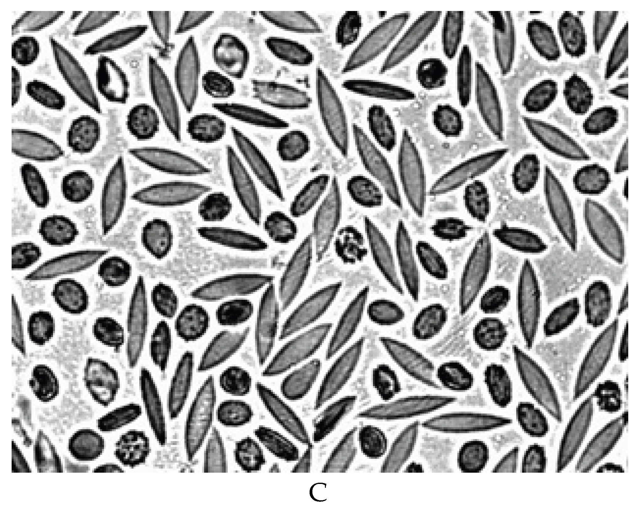 Preprints 172361 g004b