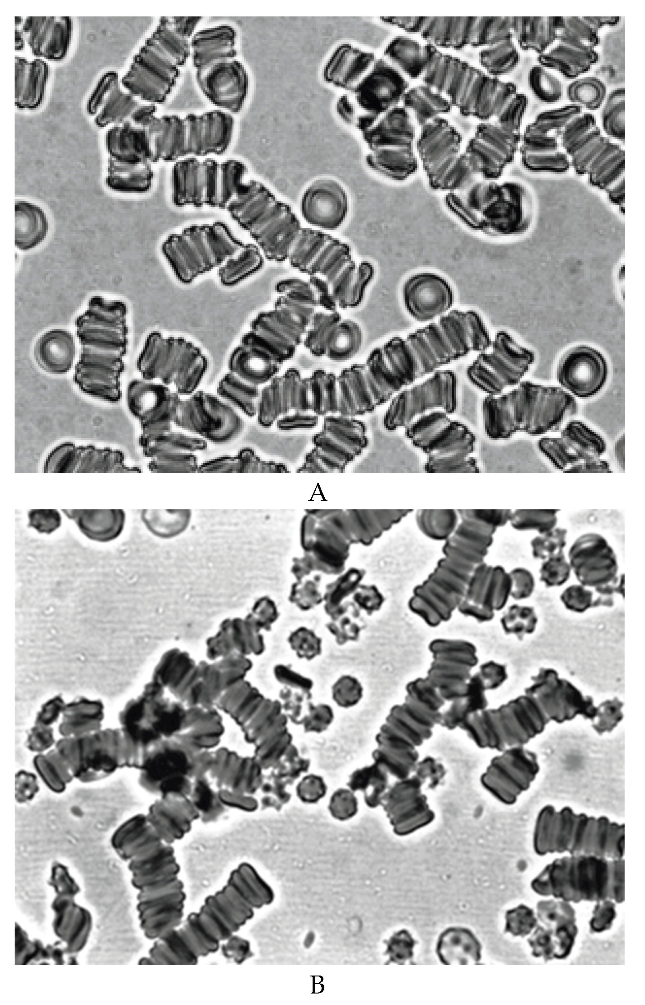 Preprints 172361 g006