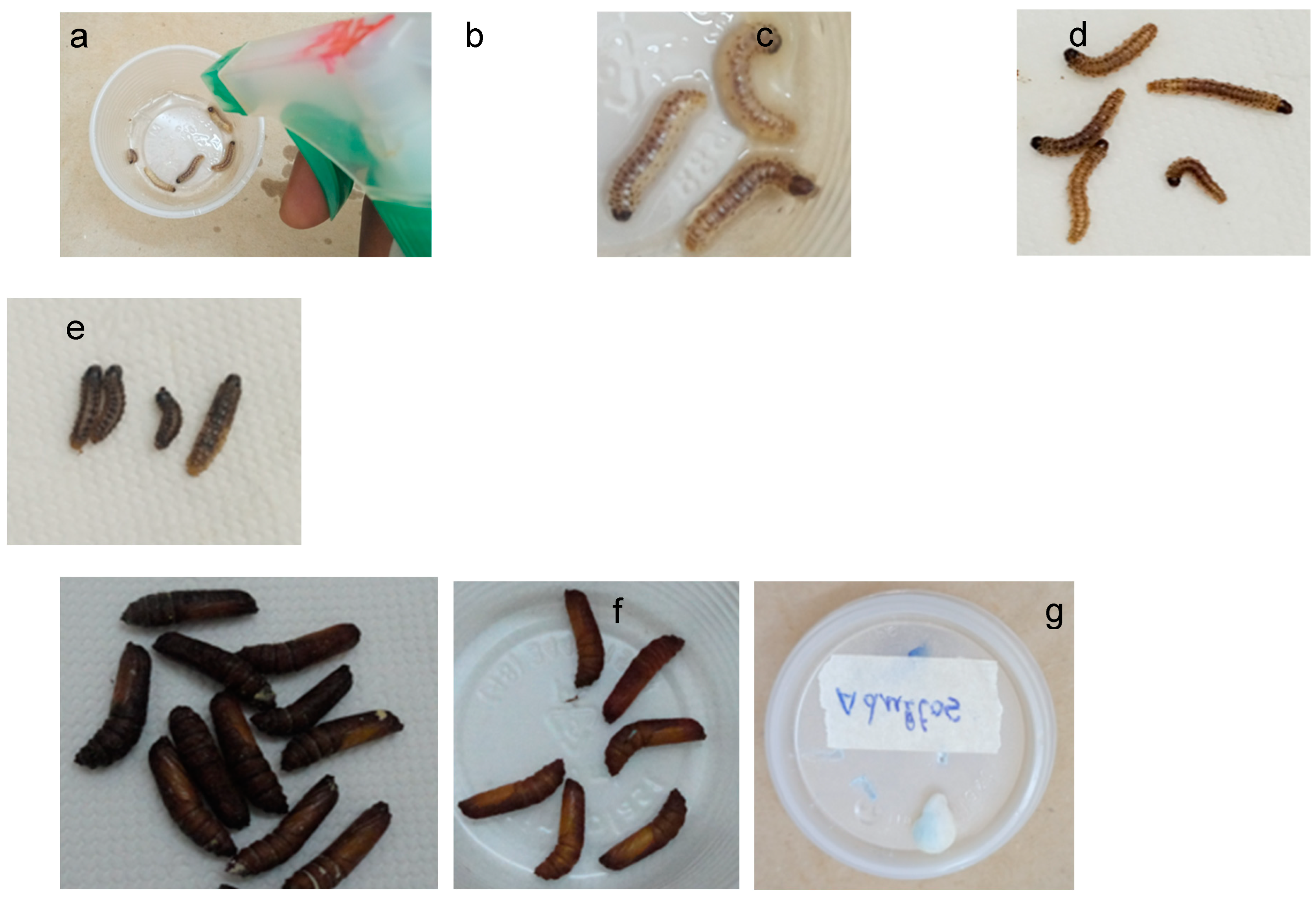 Preprints 155393 g003