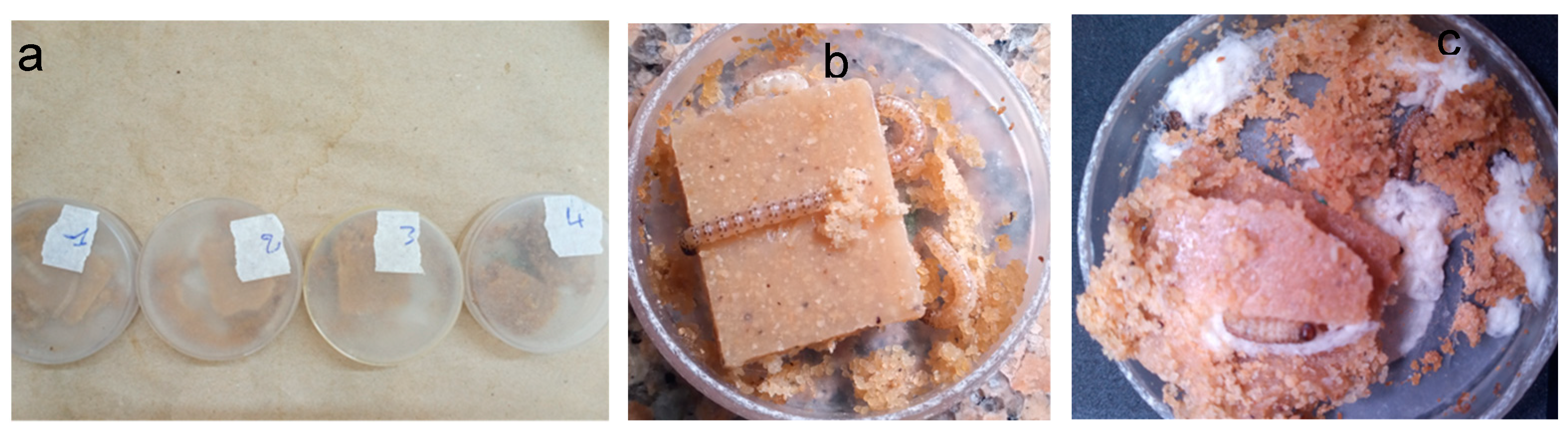Preprints 155393 g004